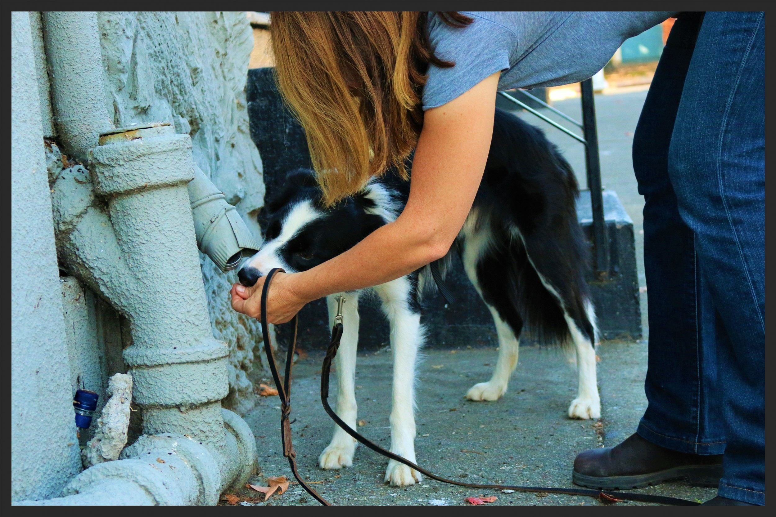 Training for scent detection work