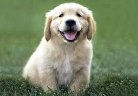 puppy image.jpeg