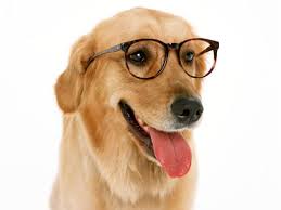 smartygolden.jpeg
