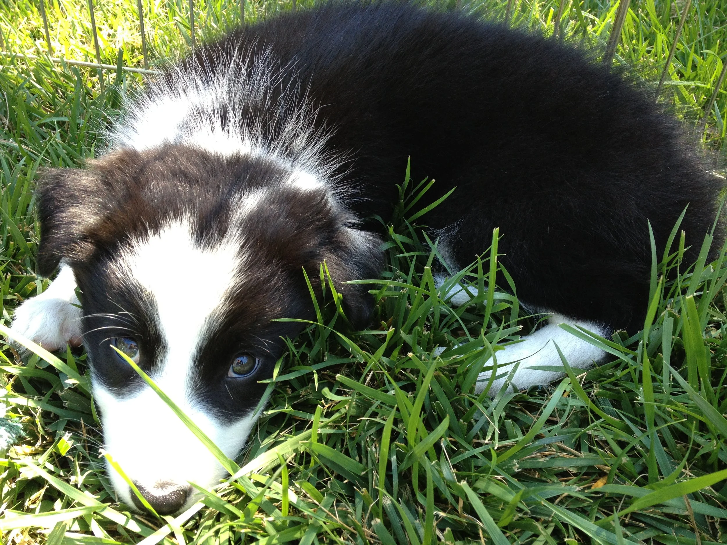 Get to know your puppy before taking him or her to a puppy class