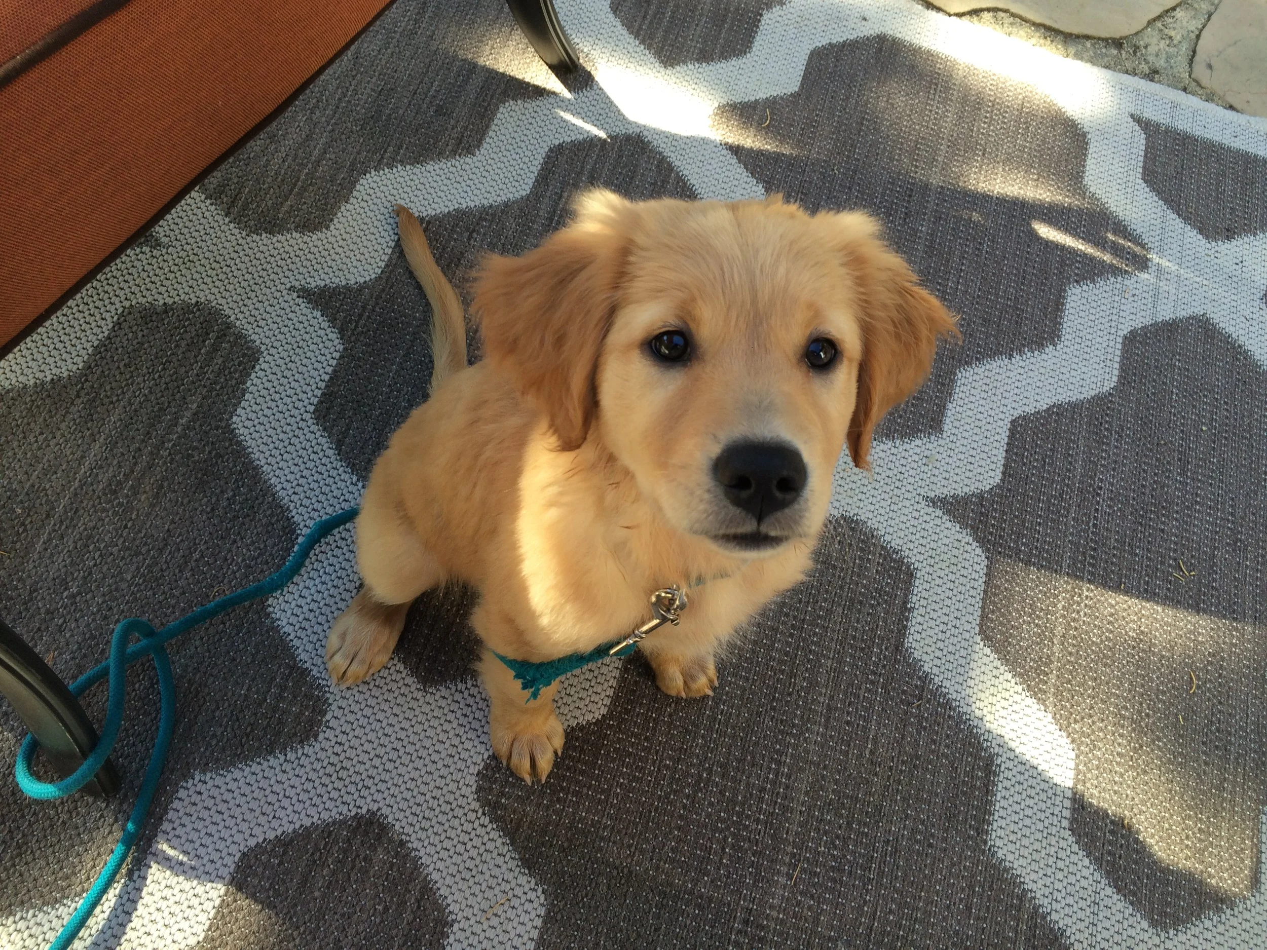Don't keep secrets from your dog! Let your pup know whats right and wrong. Its OK to say "no."