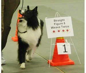 rally-akc.jpg
