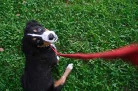 Dog on leash IJ.jpeg