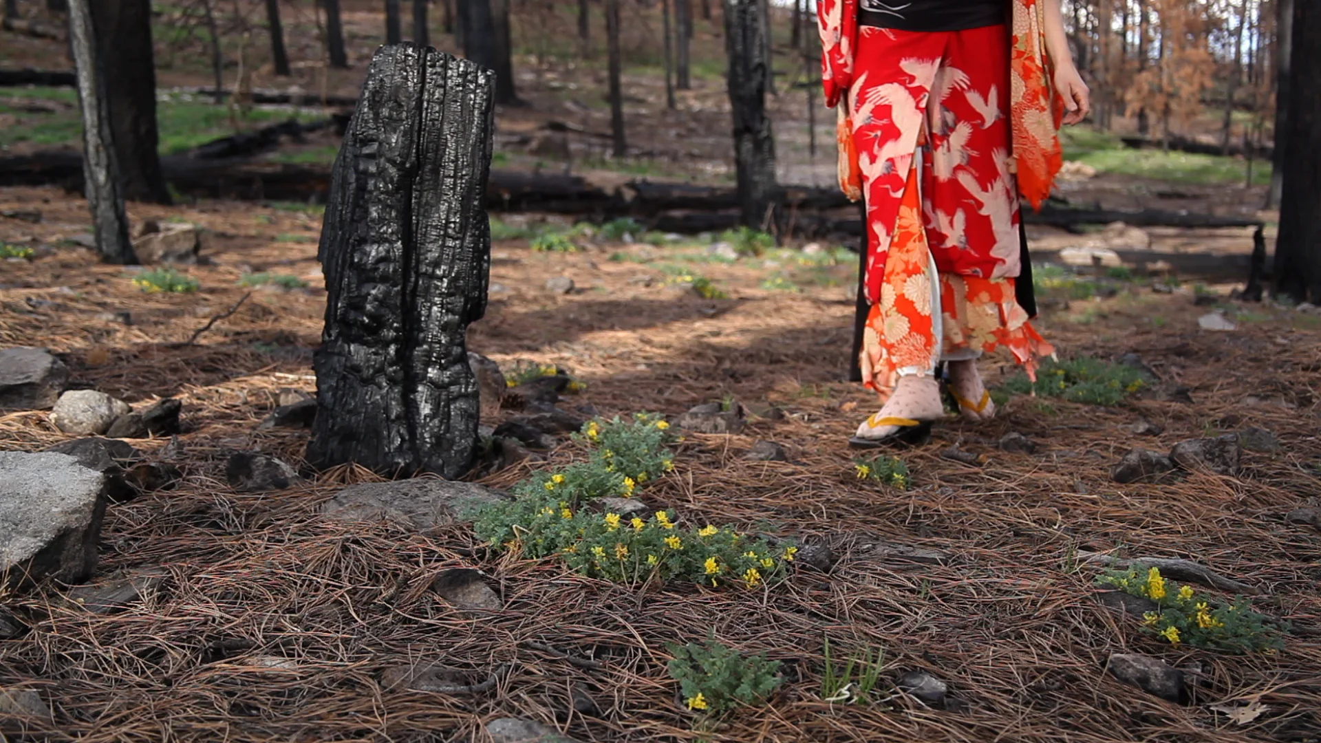 ELLIPSIS | VIDEO STILL
