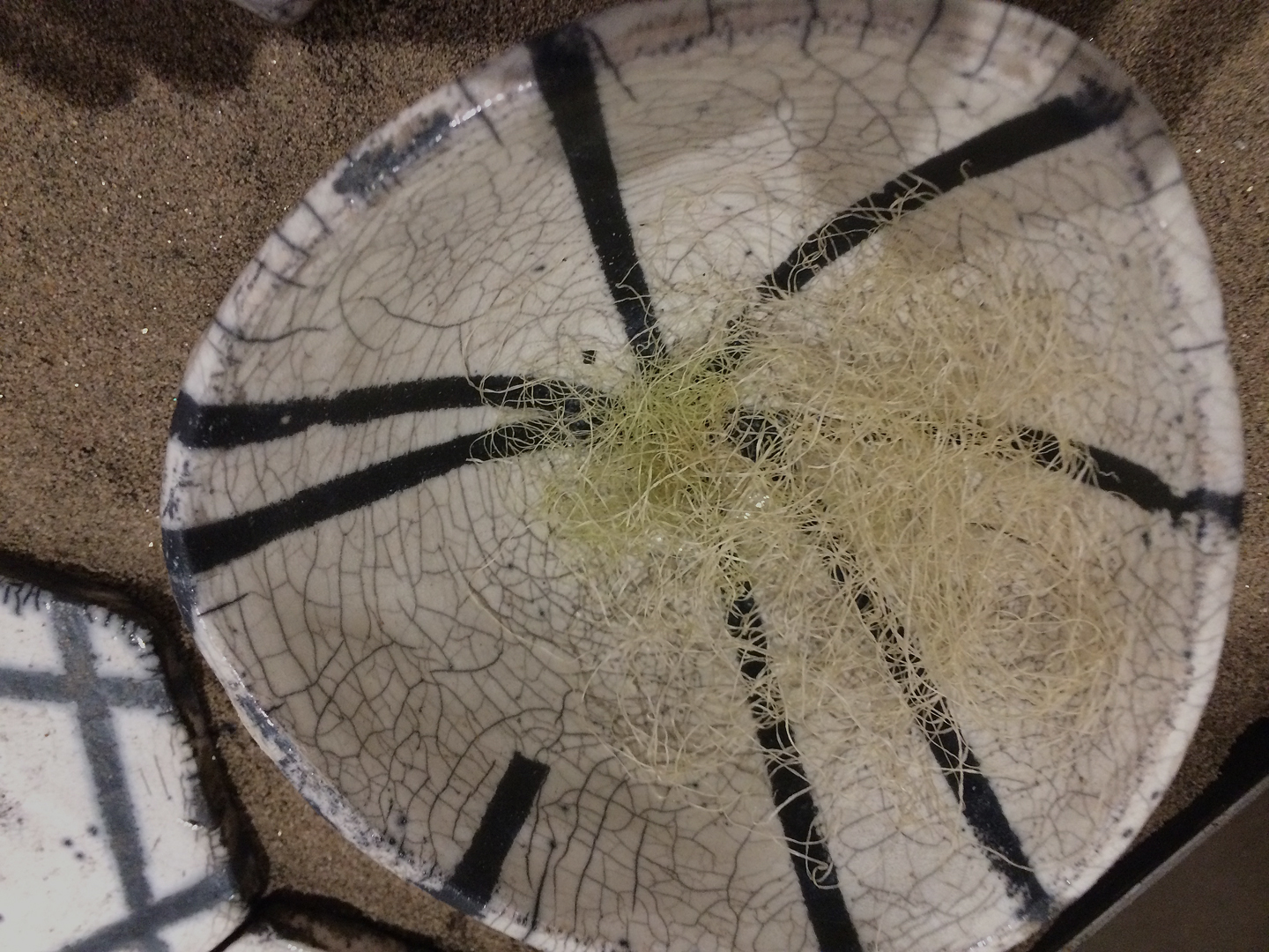 RITUAL HIVE | alchemy + prana