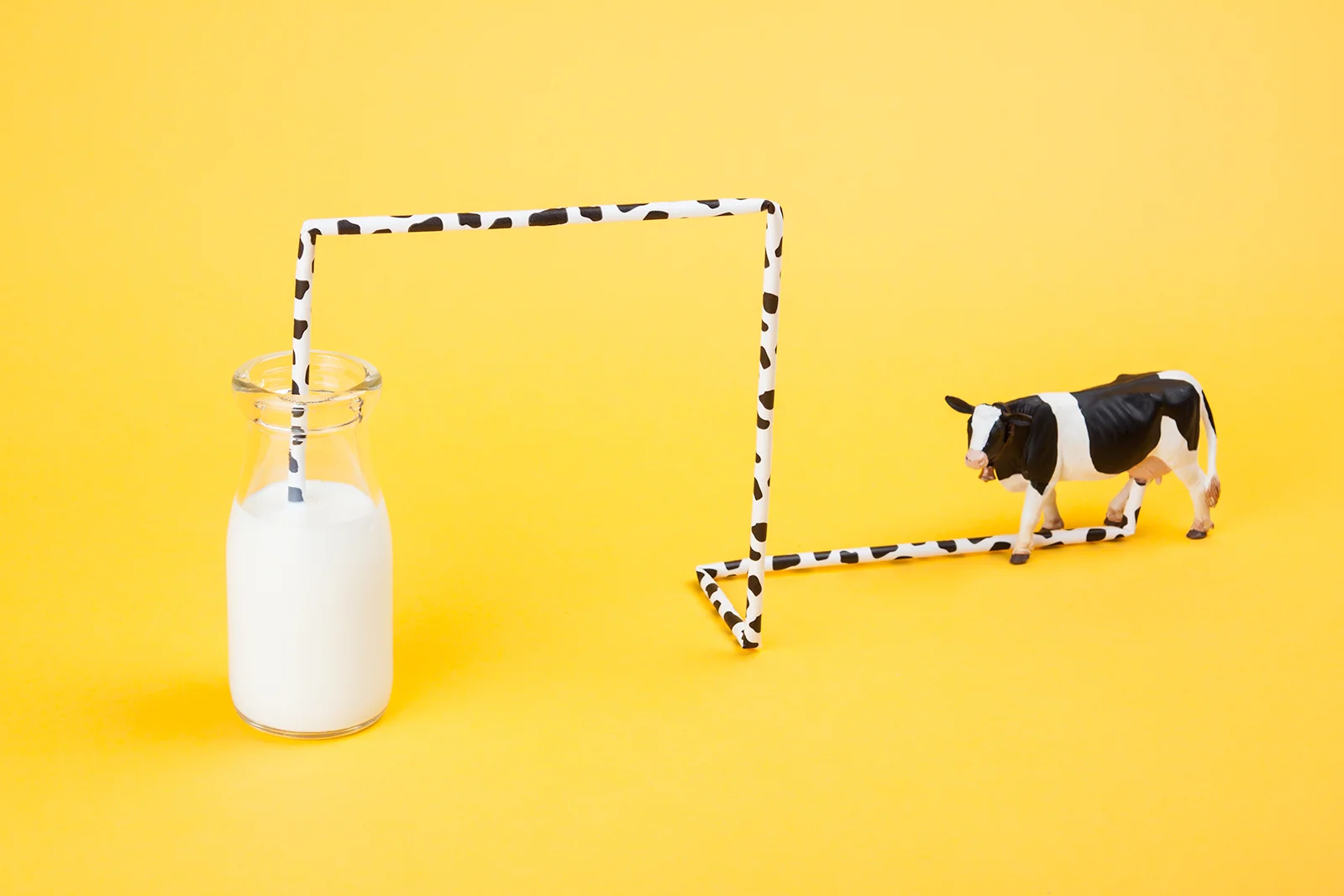 Still Life Photography