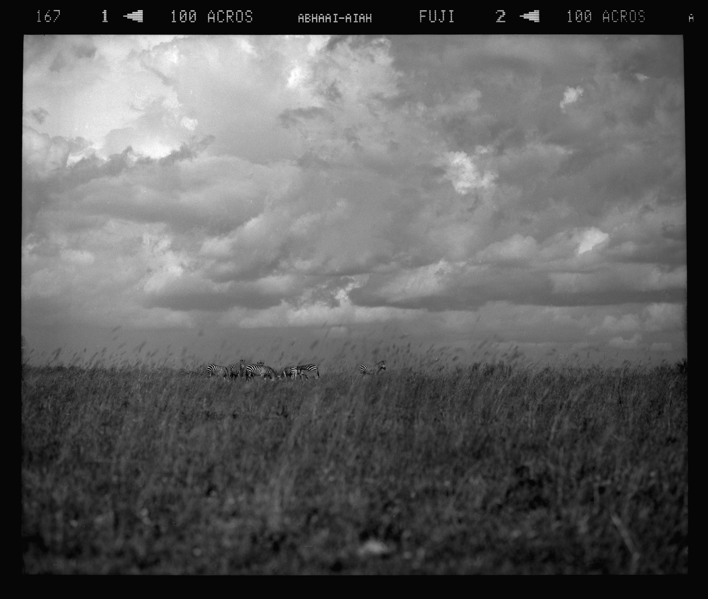  "Zebras Before the Impending Storm"&nbsp; 