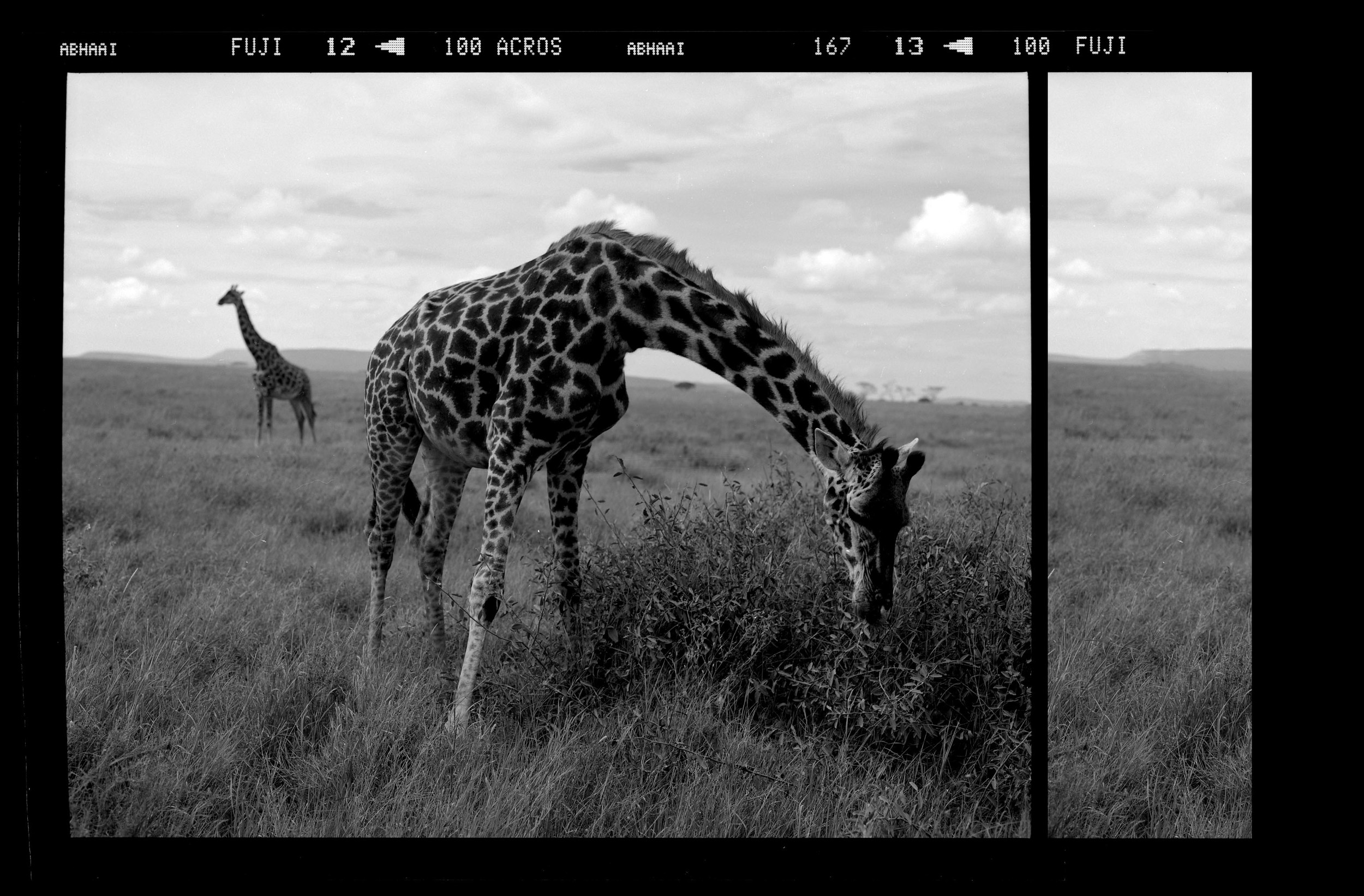  "Narrative of a Peaceful Giraffe"&nbsp; 
