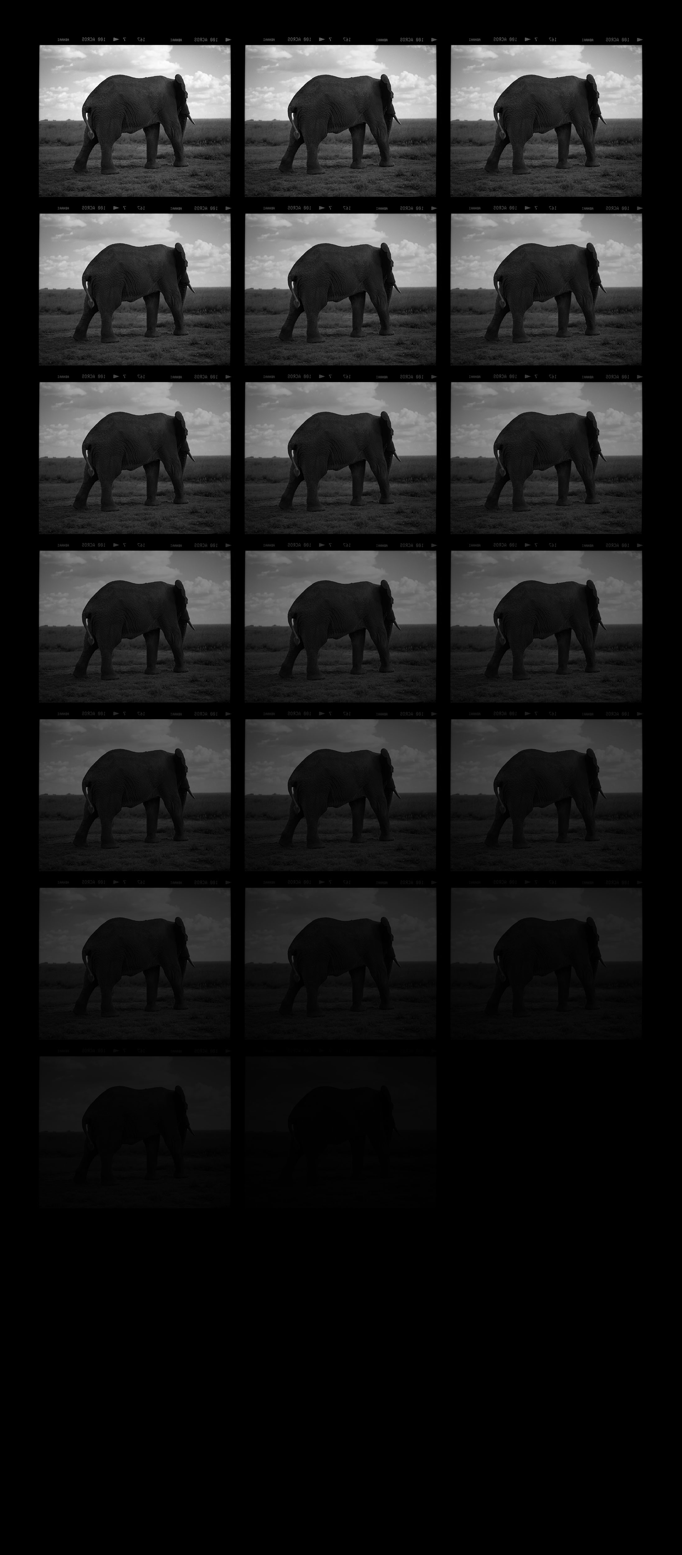   "Elephant Turning Away"&nbsp;  