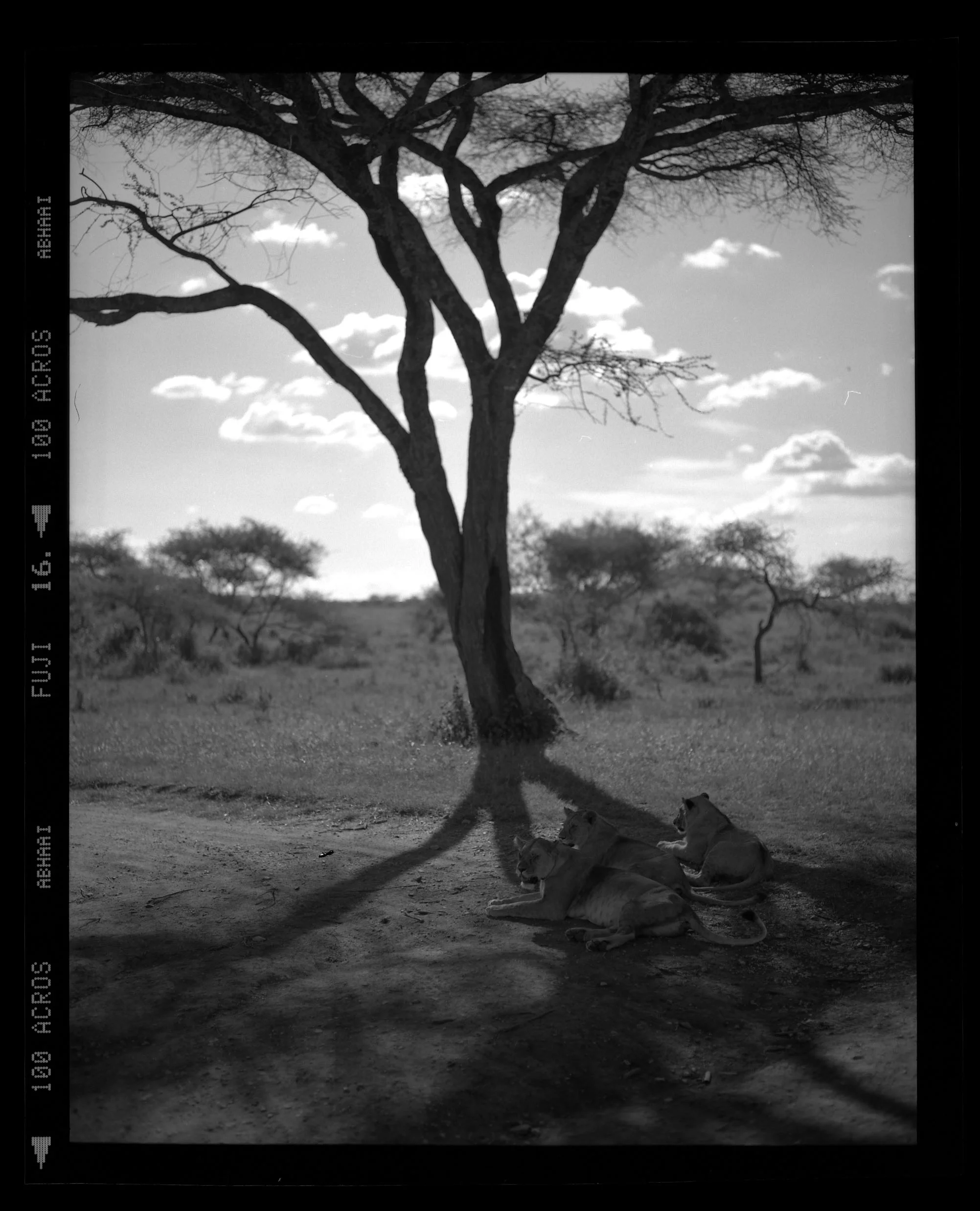 "Lions Resting in the Shadows" 