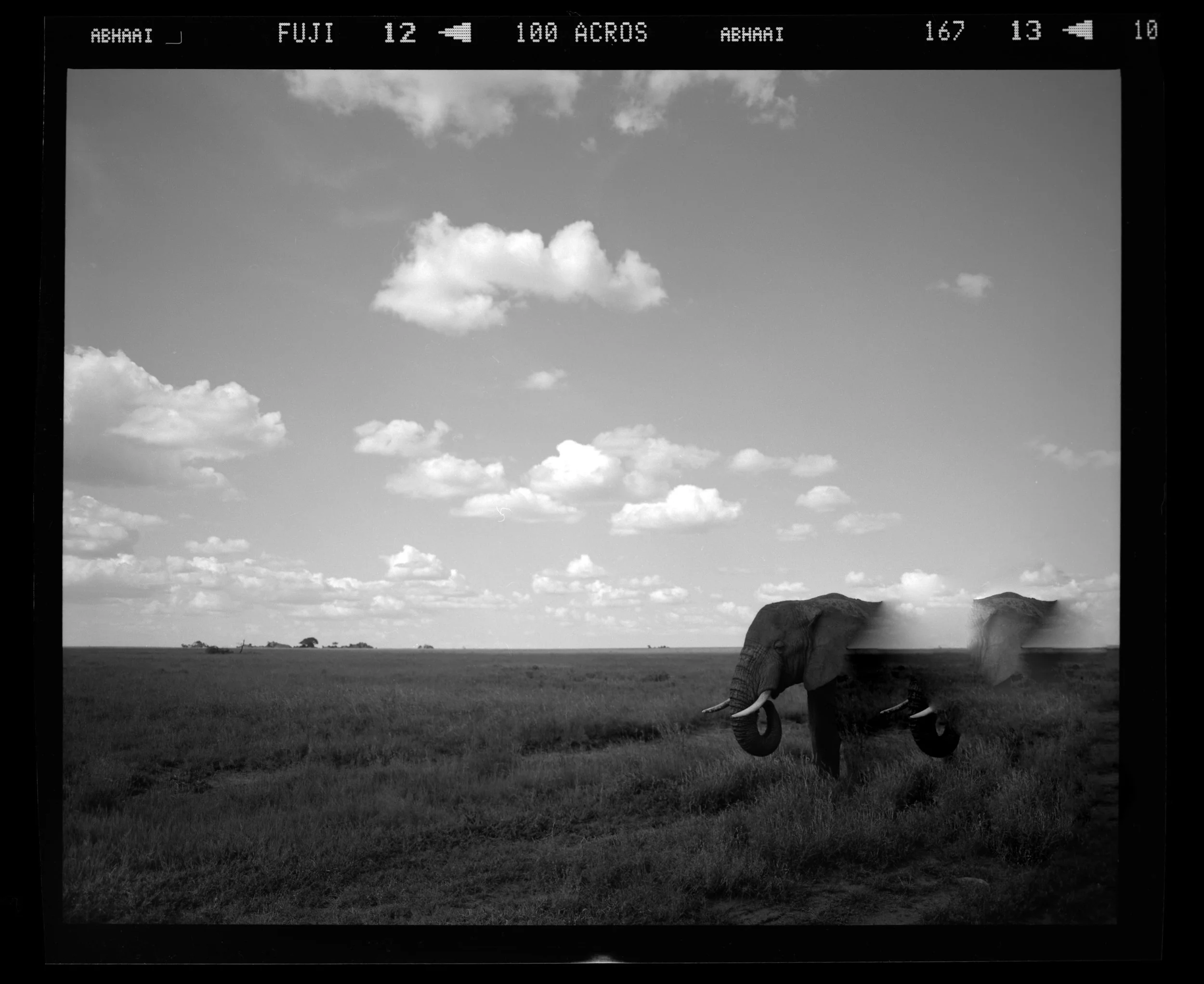 "Vanishing Elephant" 