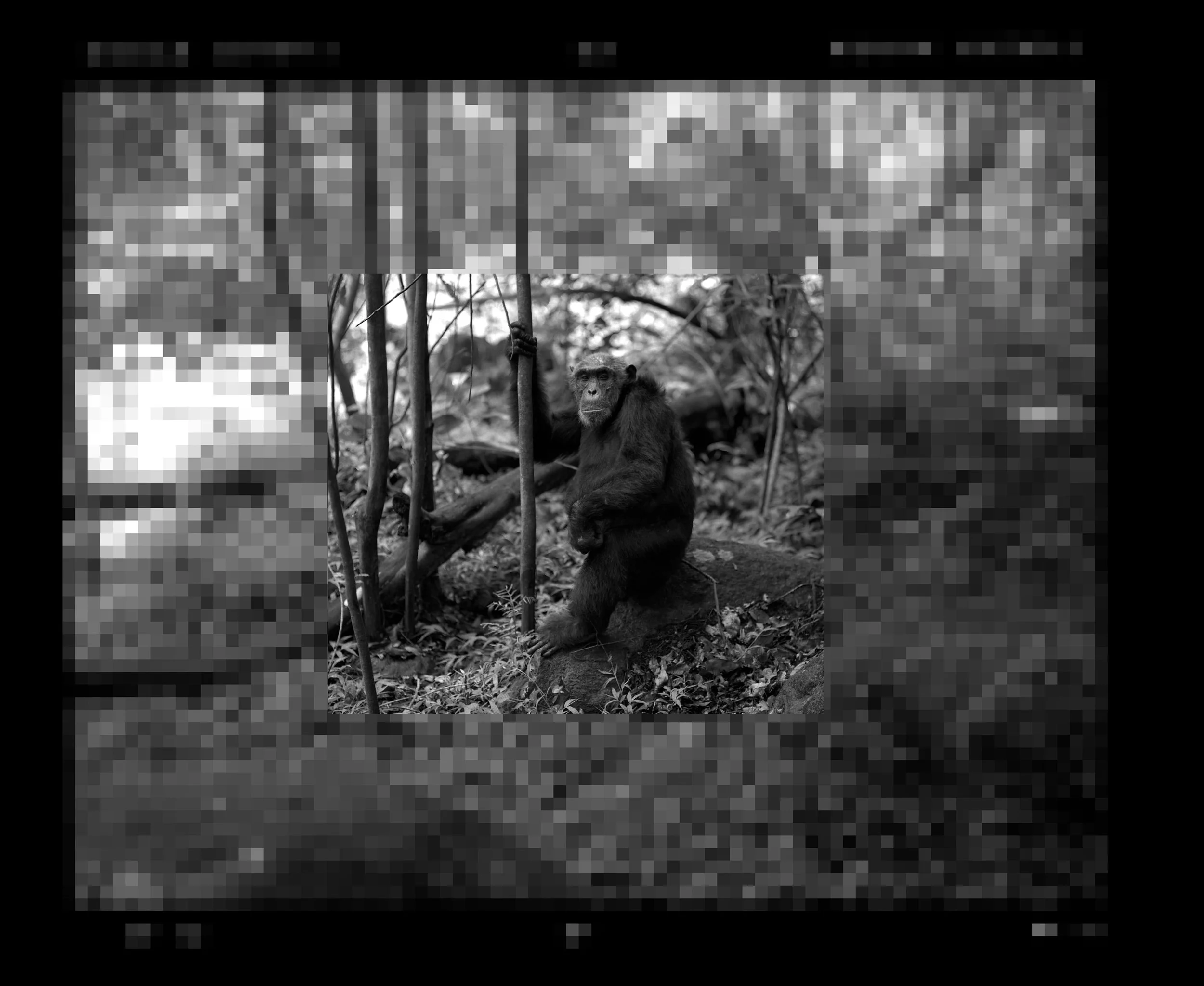 "Chimpanzee Enveloped by a Digital World" 