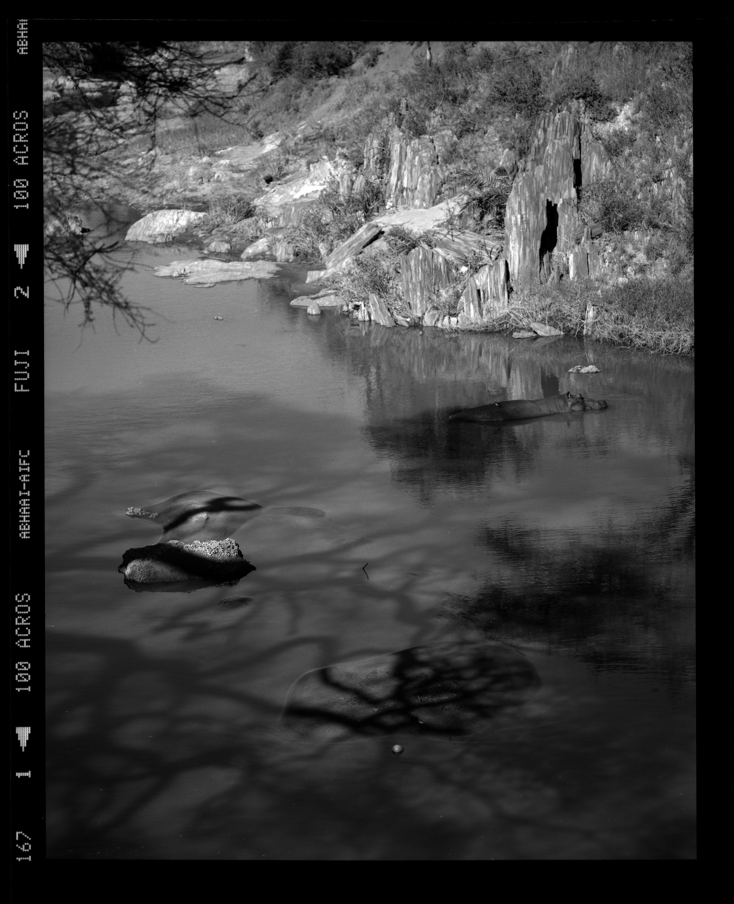  "Hippopotamus Resting in the Shadows" 