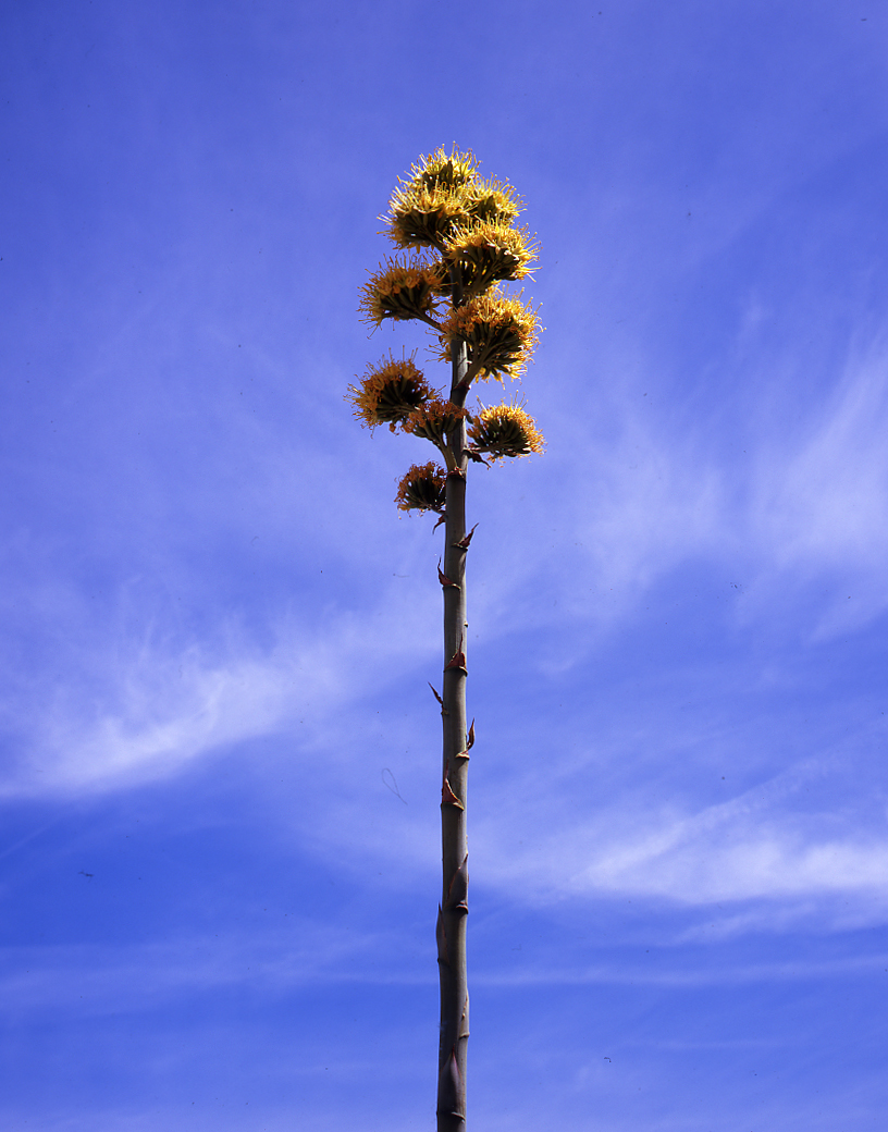 desert tree021.jpg