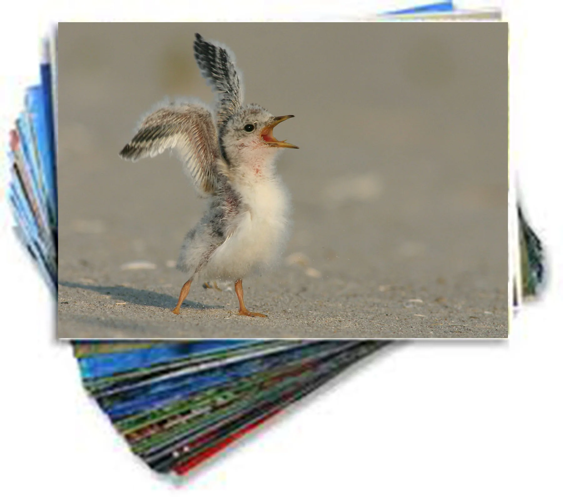 prints.jpg