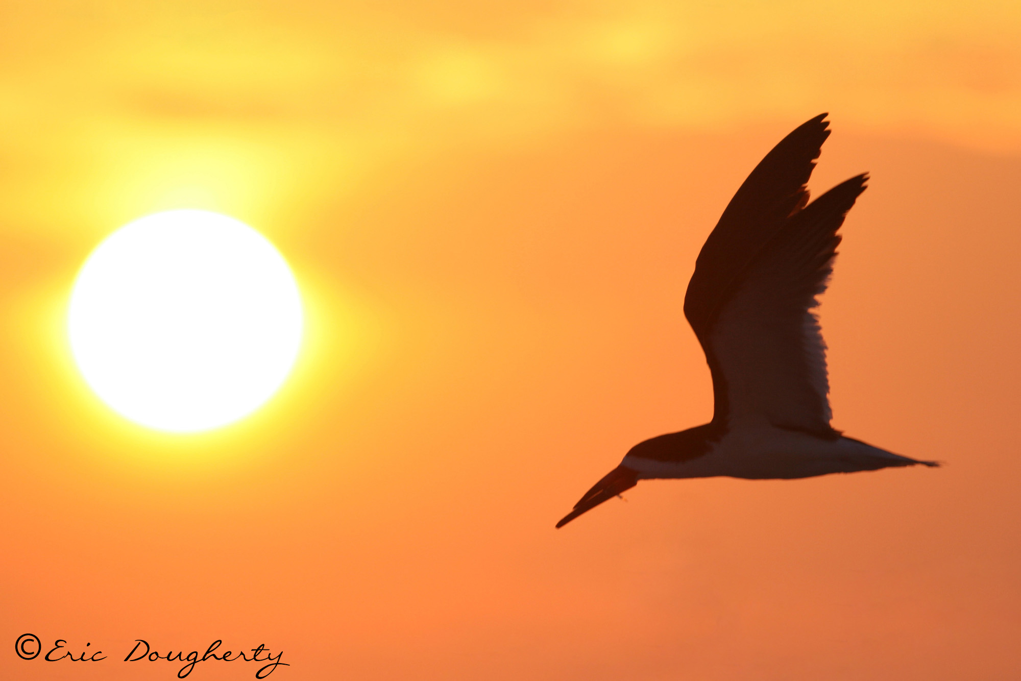 Black Skimmer Sunrise