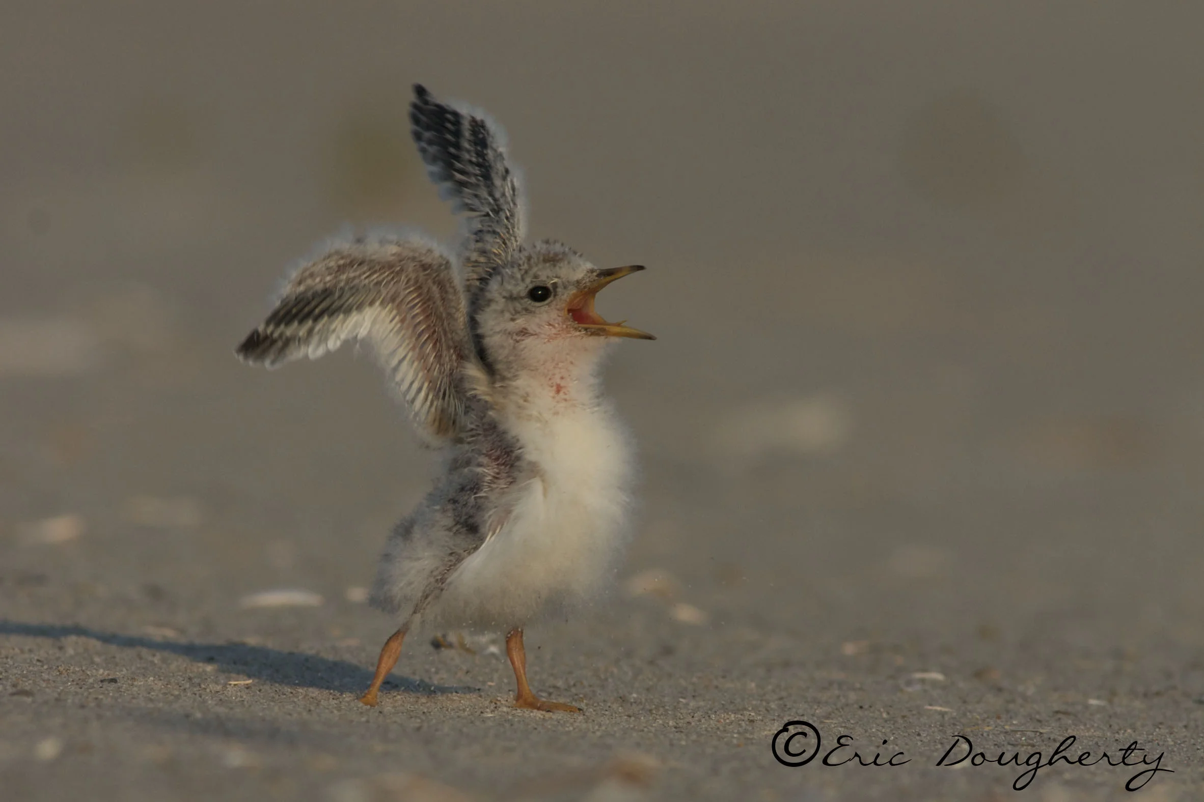 Least Tern Chick