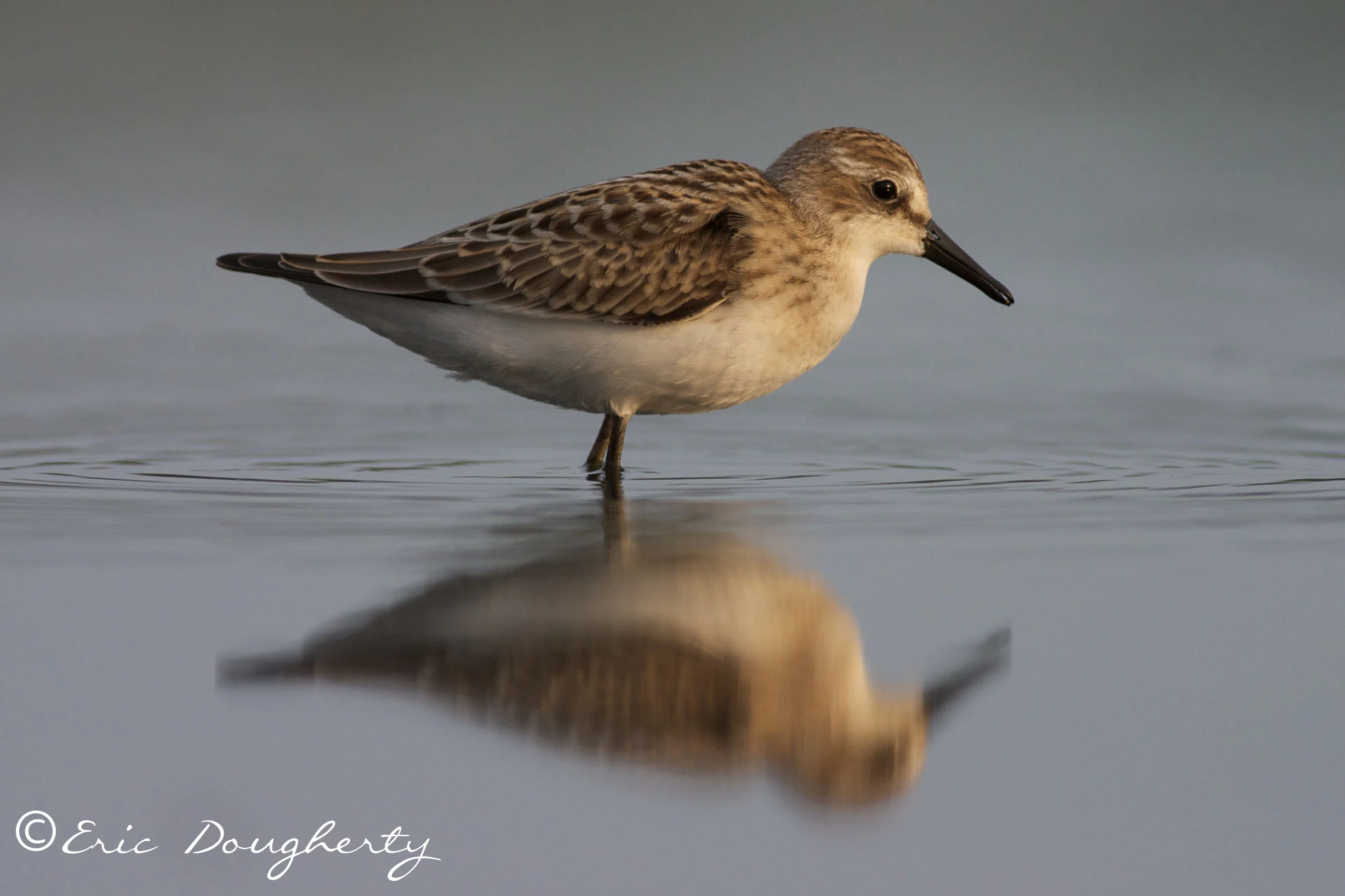 Semipalmated Sandpiper