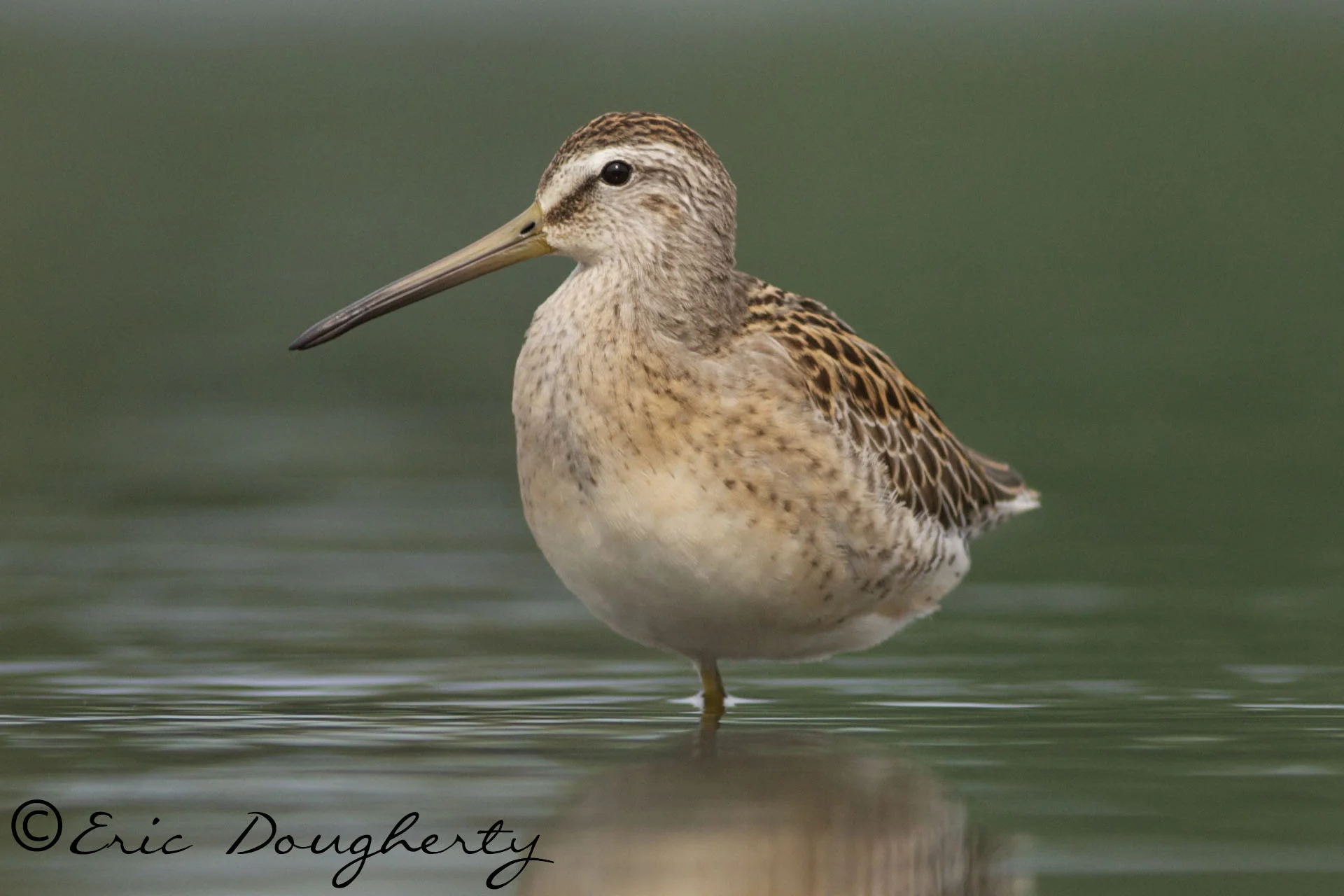 Short-billed Dowitcher on One Leg
