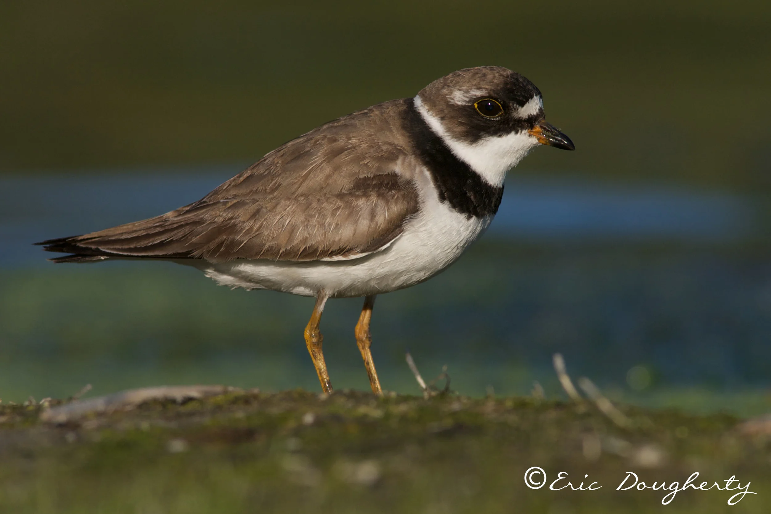 Semipalmated Plover