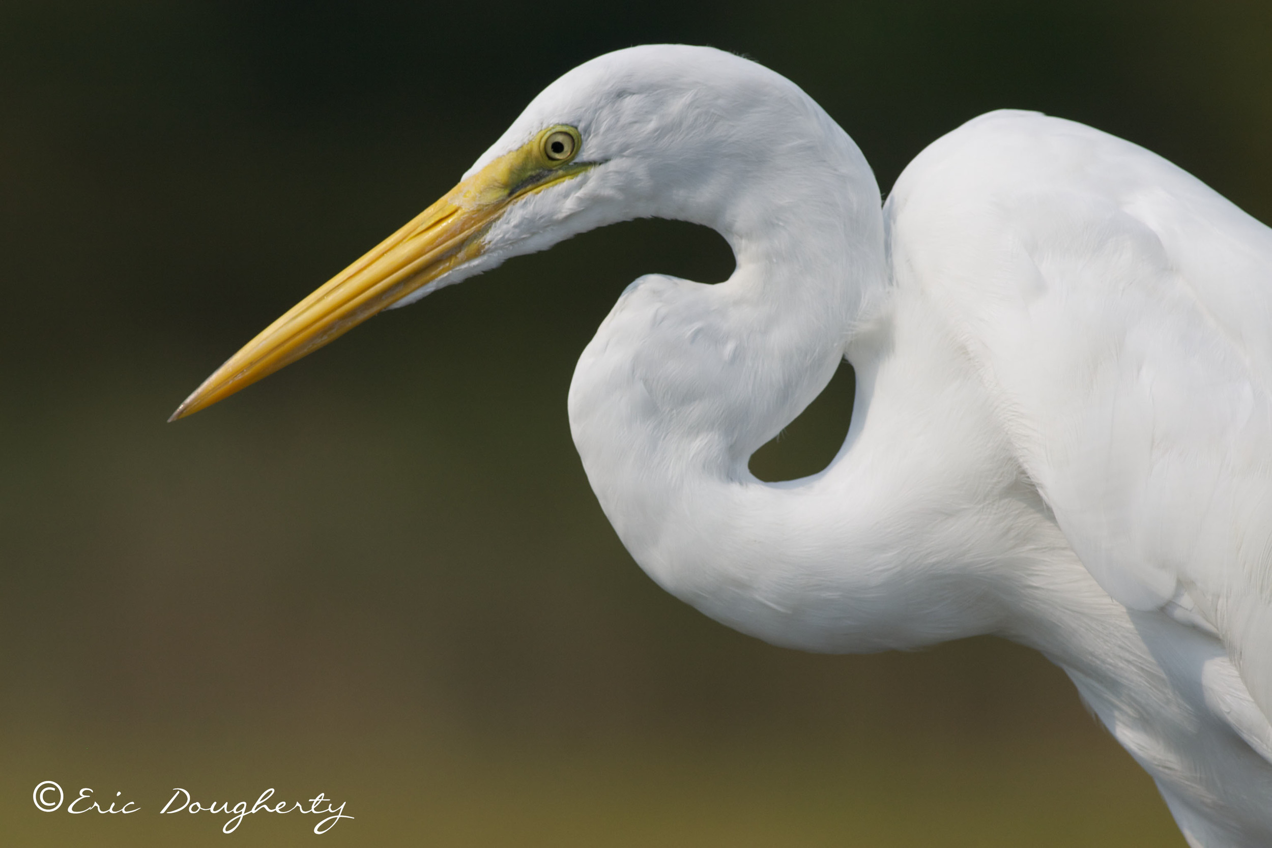 Great Egret