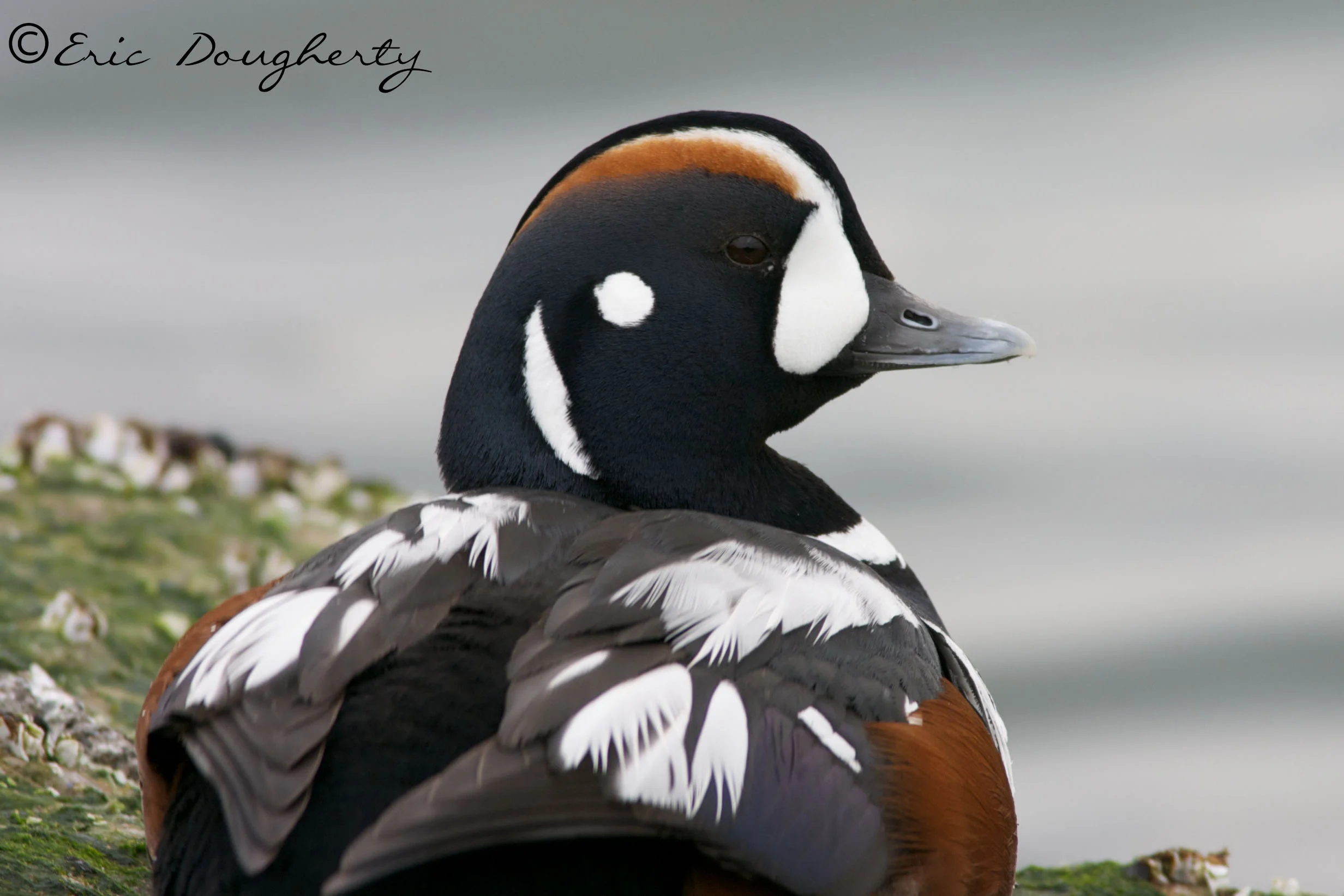 Harlequin Duck