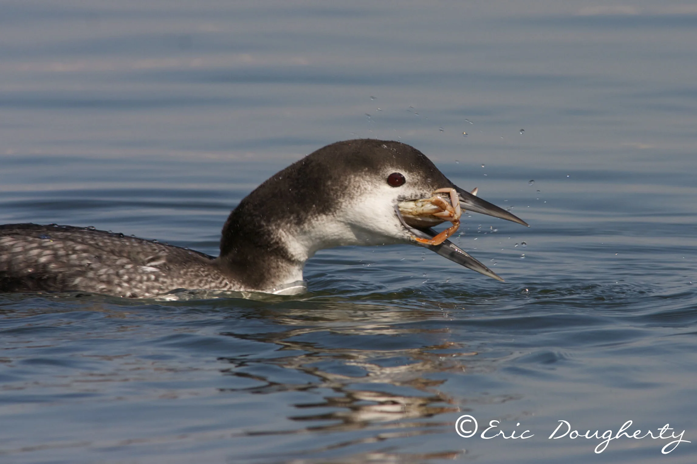Common Loon