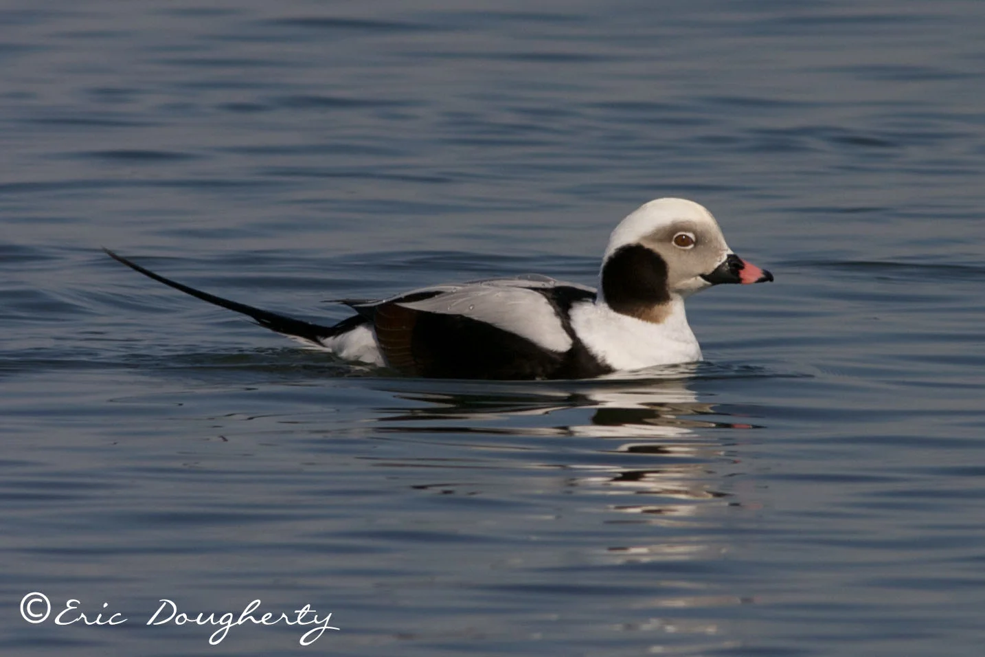 Long-tailed Duck