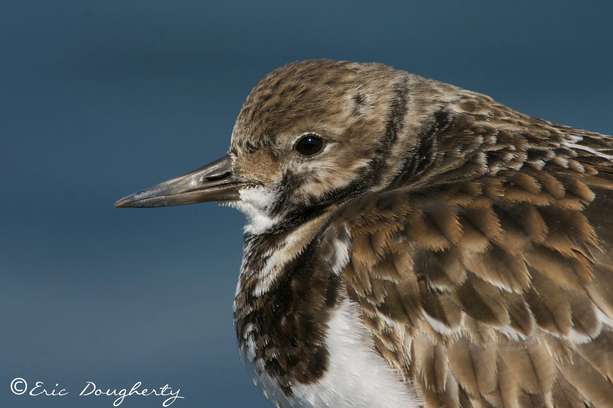 Ruddy Turnstone