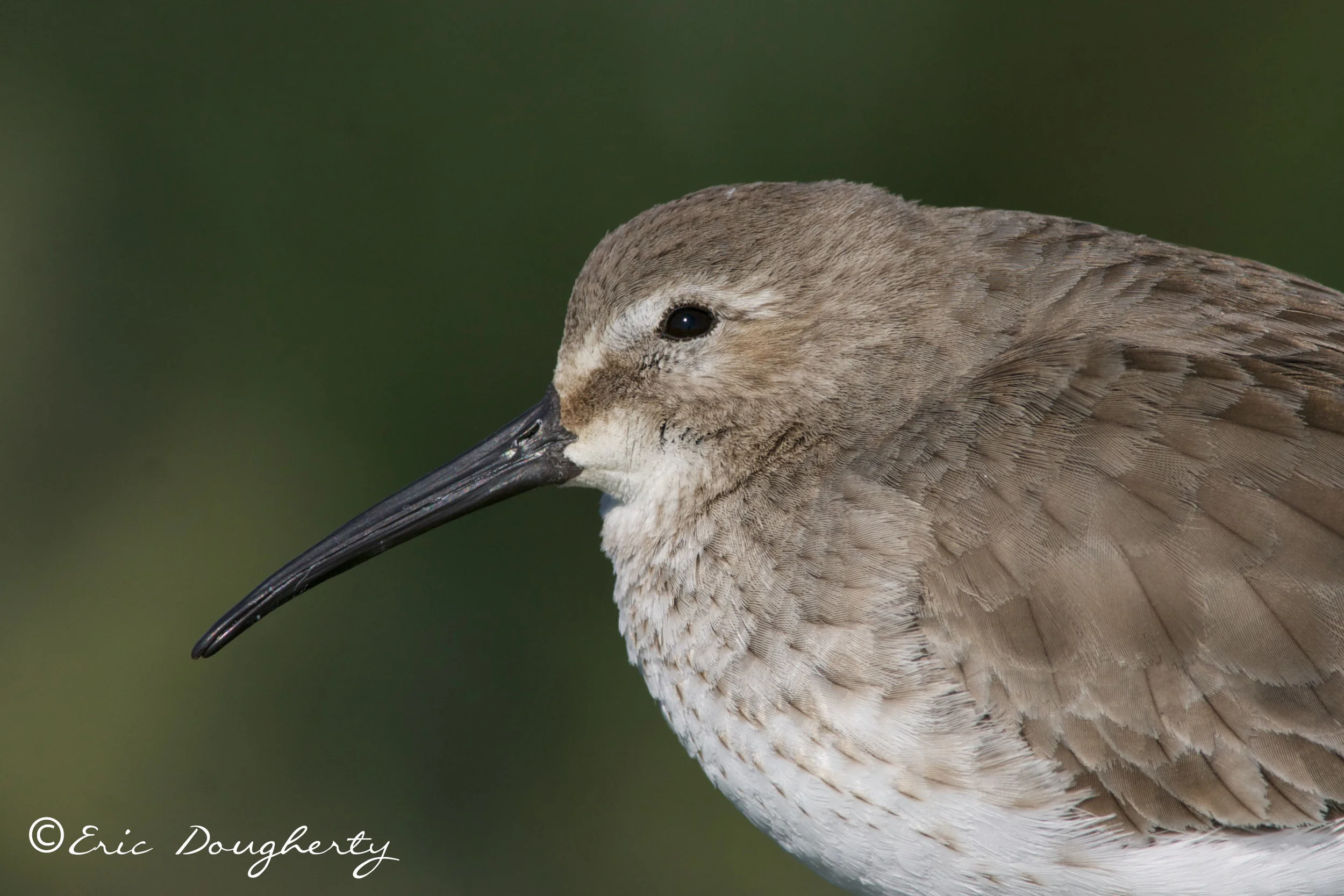 Dunlin