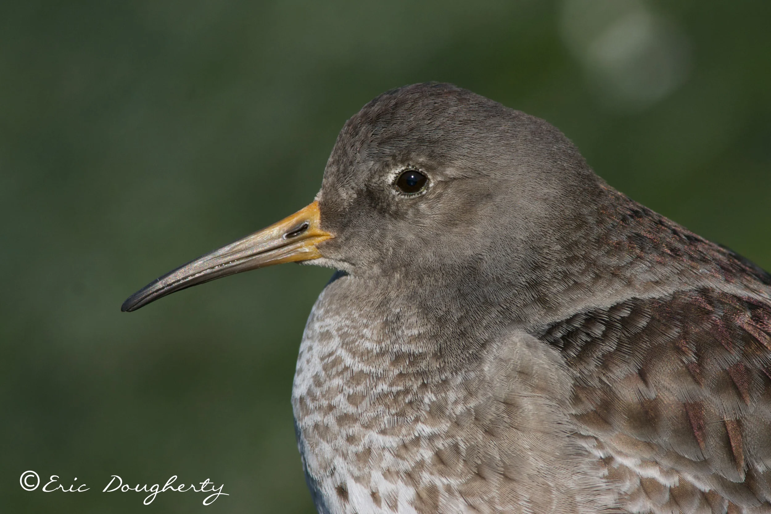 Purple Sandpiper