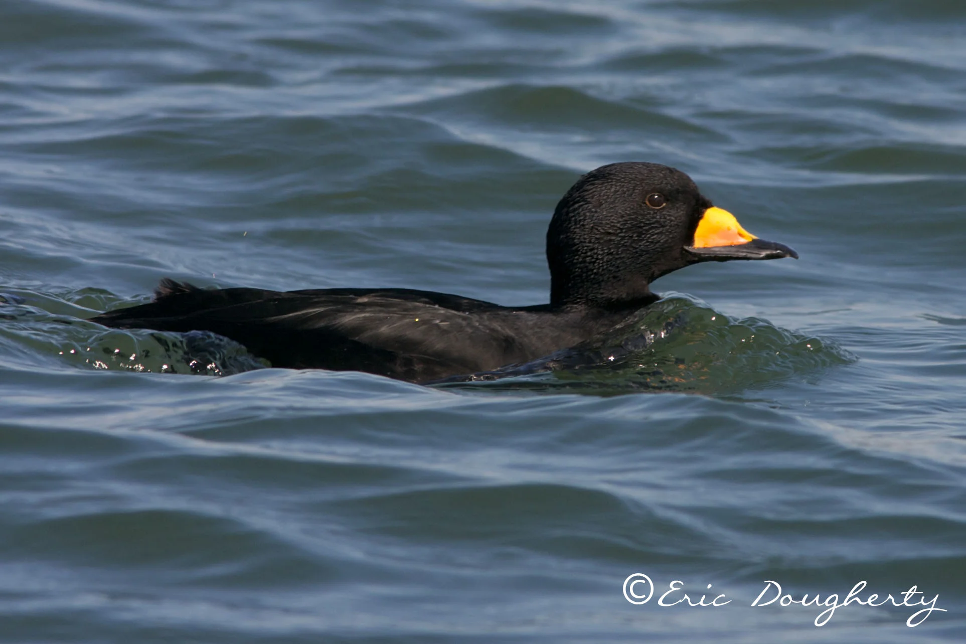 Black Scoter