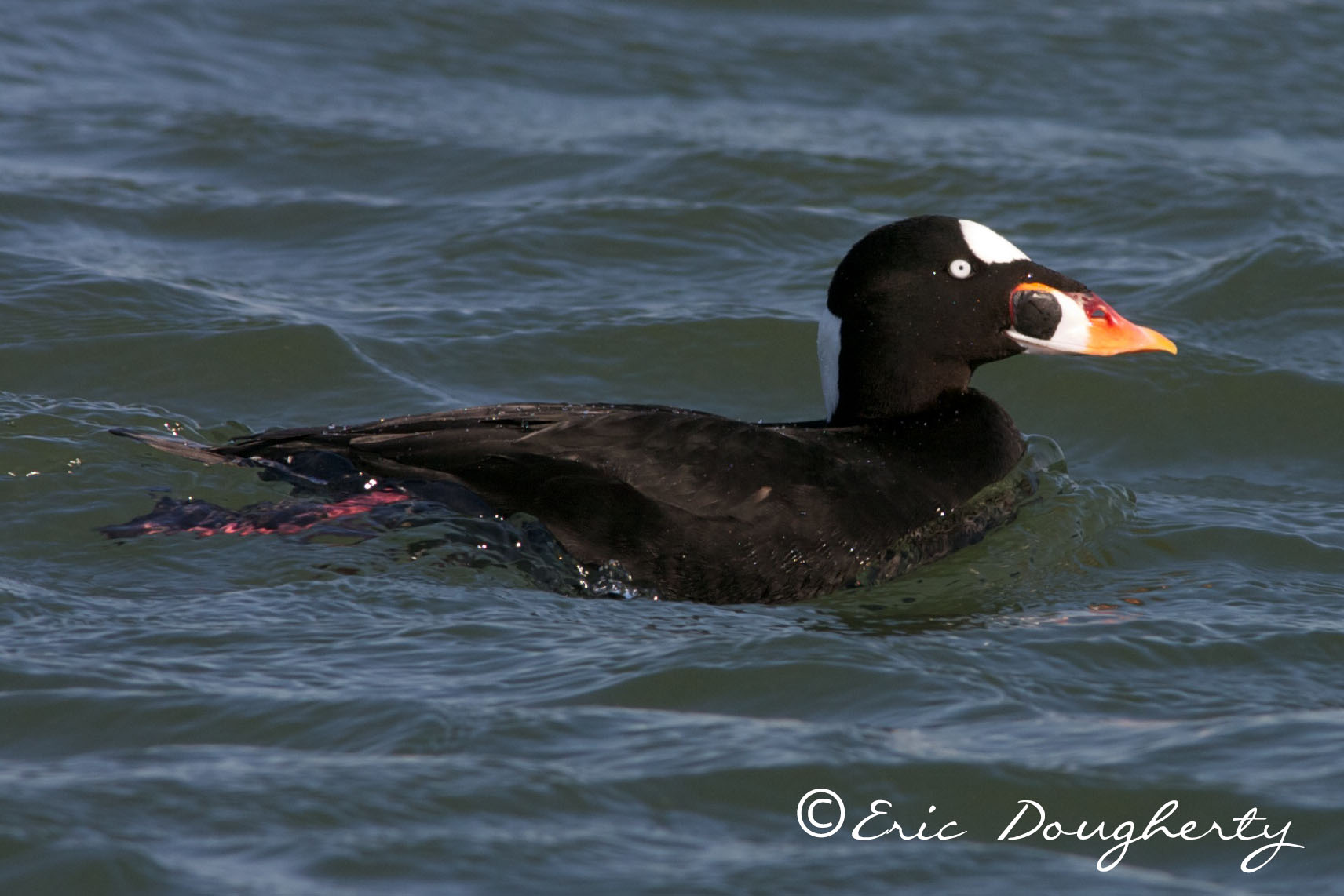 Surf Scoter
