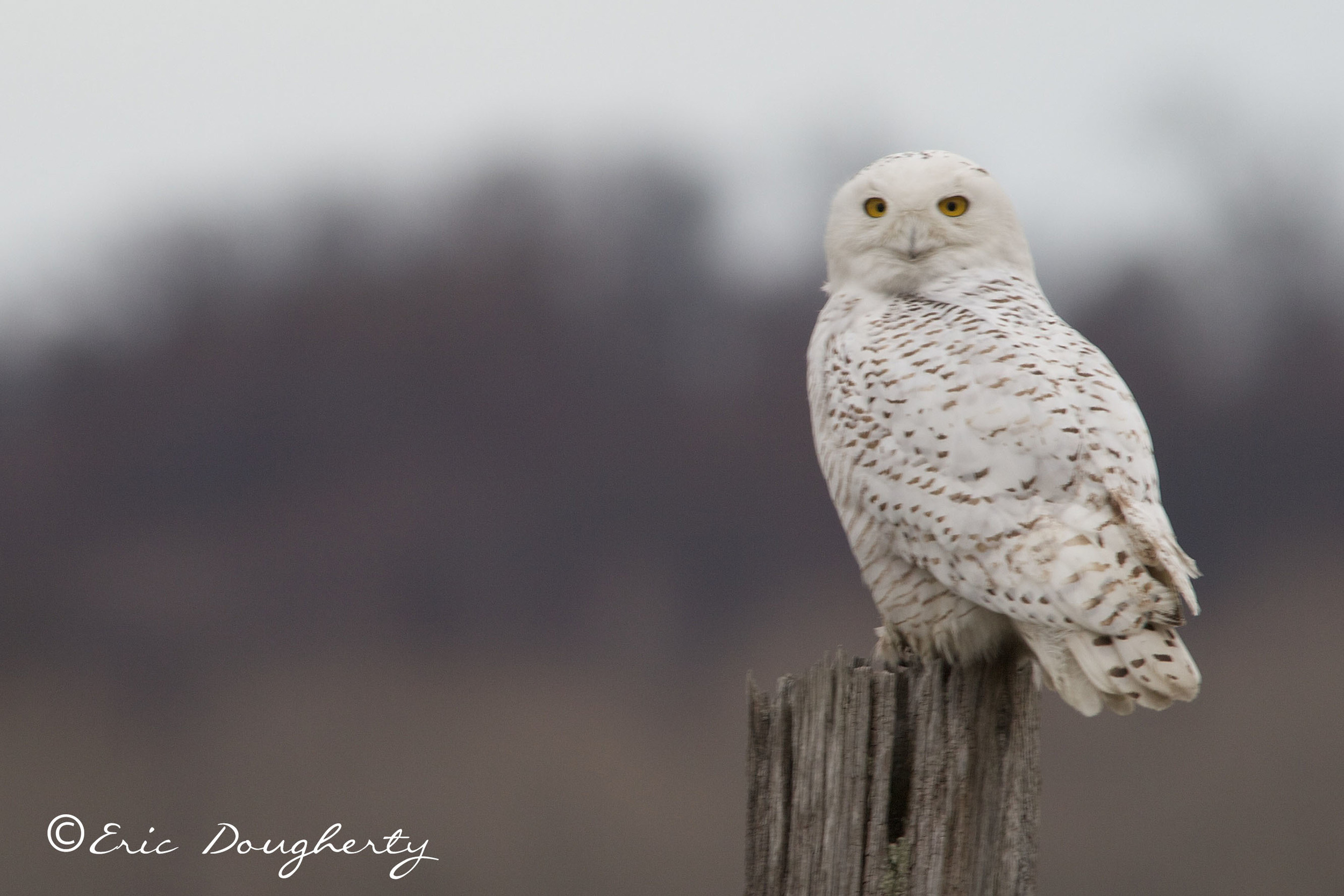 Snowy Owl on Perch