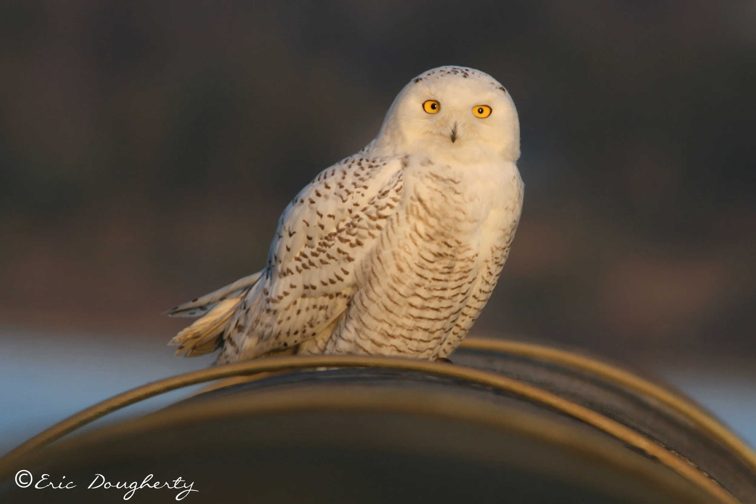 Snowy Owl