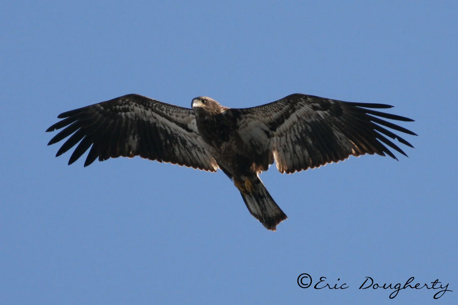 Juvenile Bald Eagle Soaring