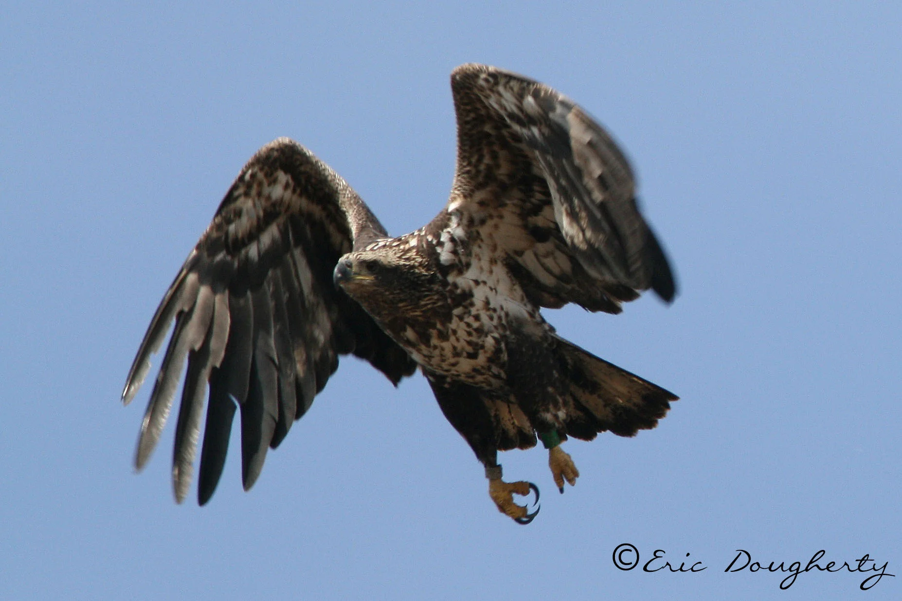 Juvenile Bald Eagle Takeoff