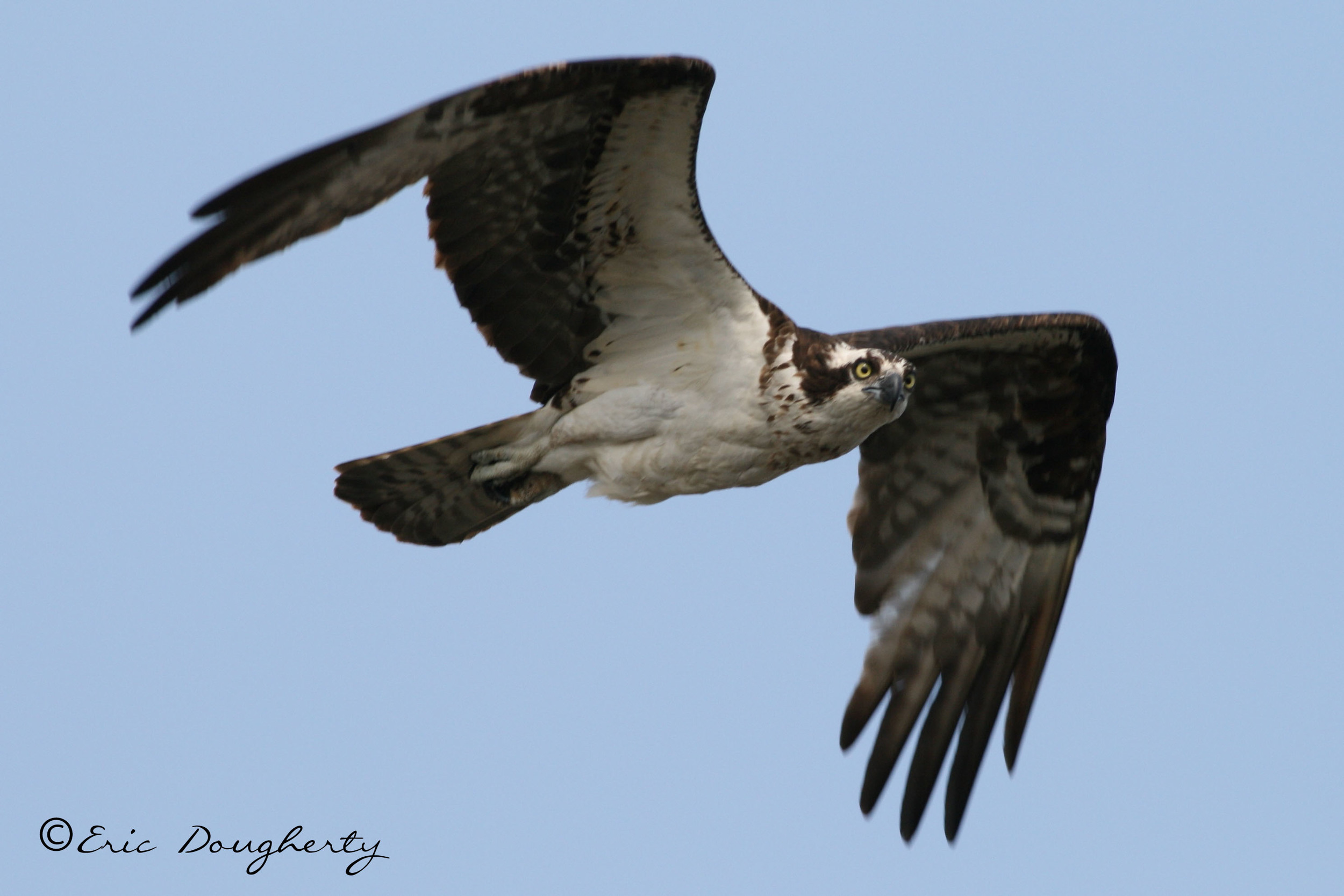 Osprey
