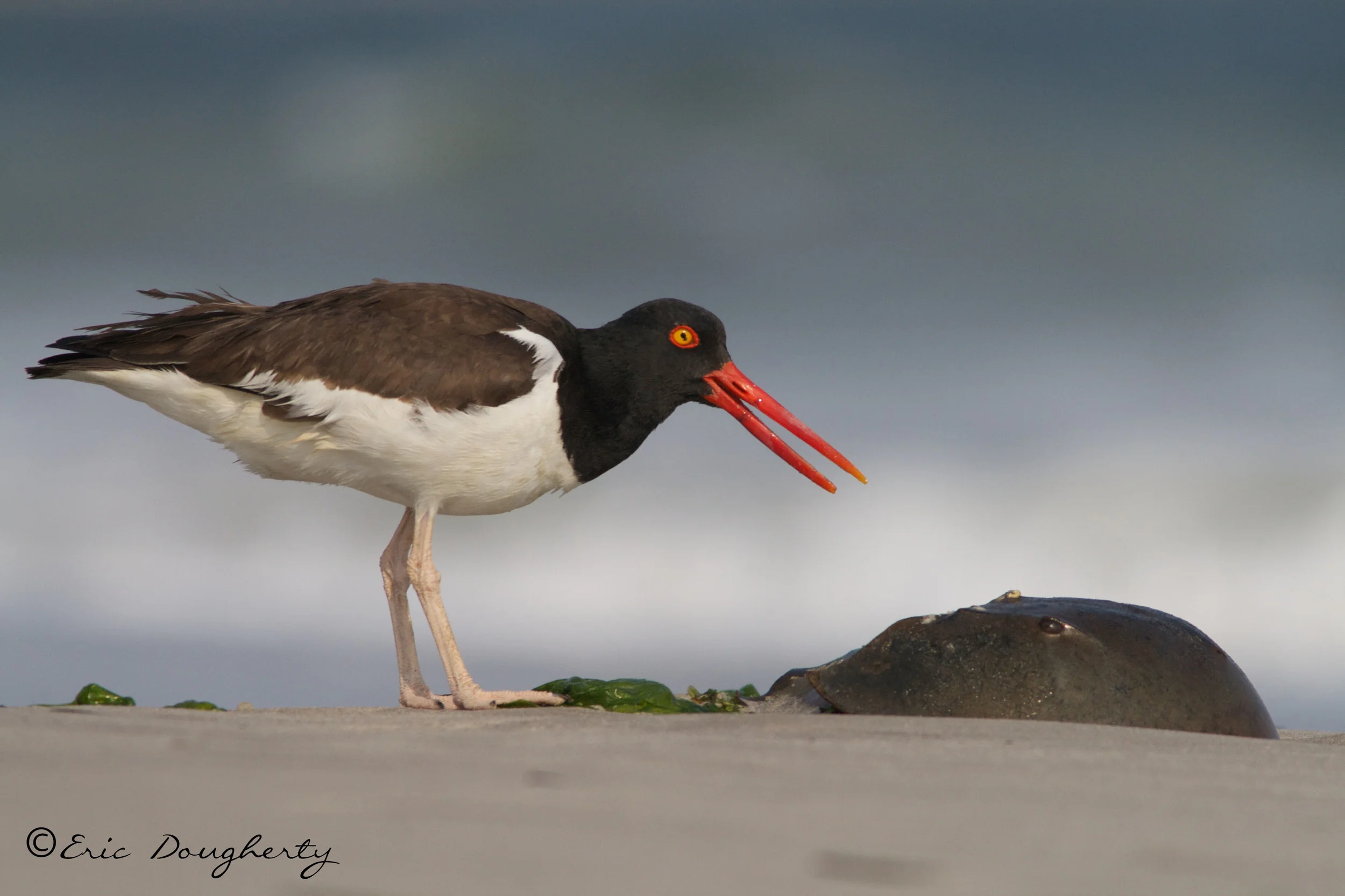 American Oystercatcher with Horseshoe Crab