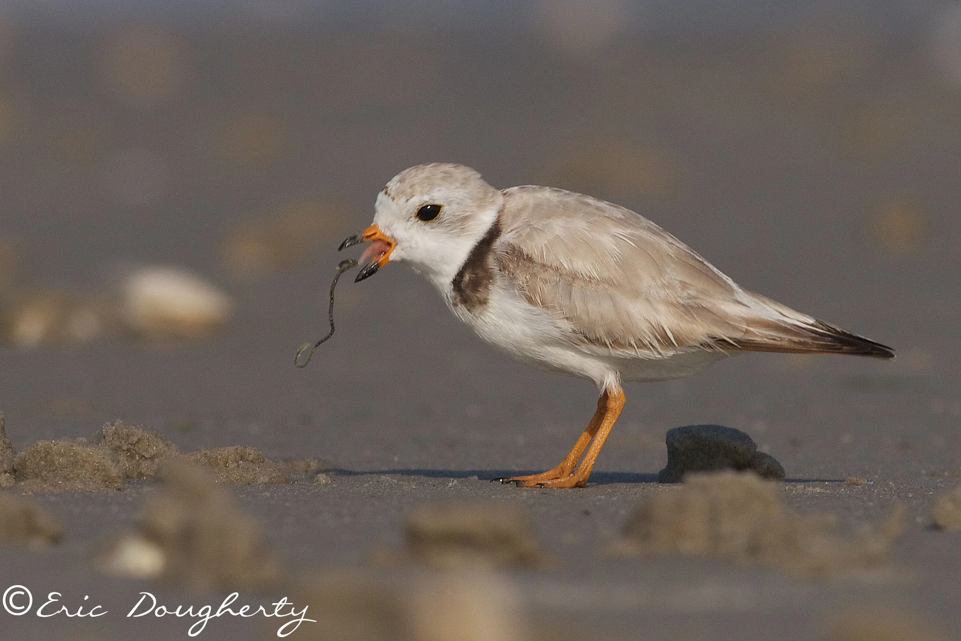 Snowy Plover