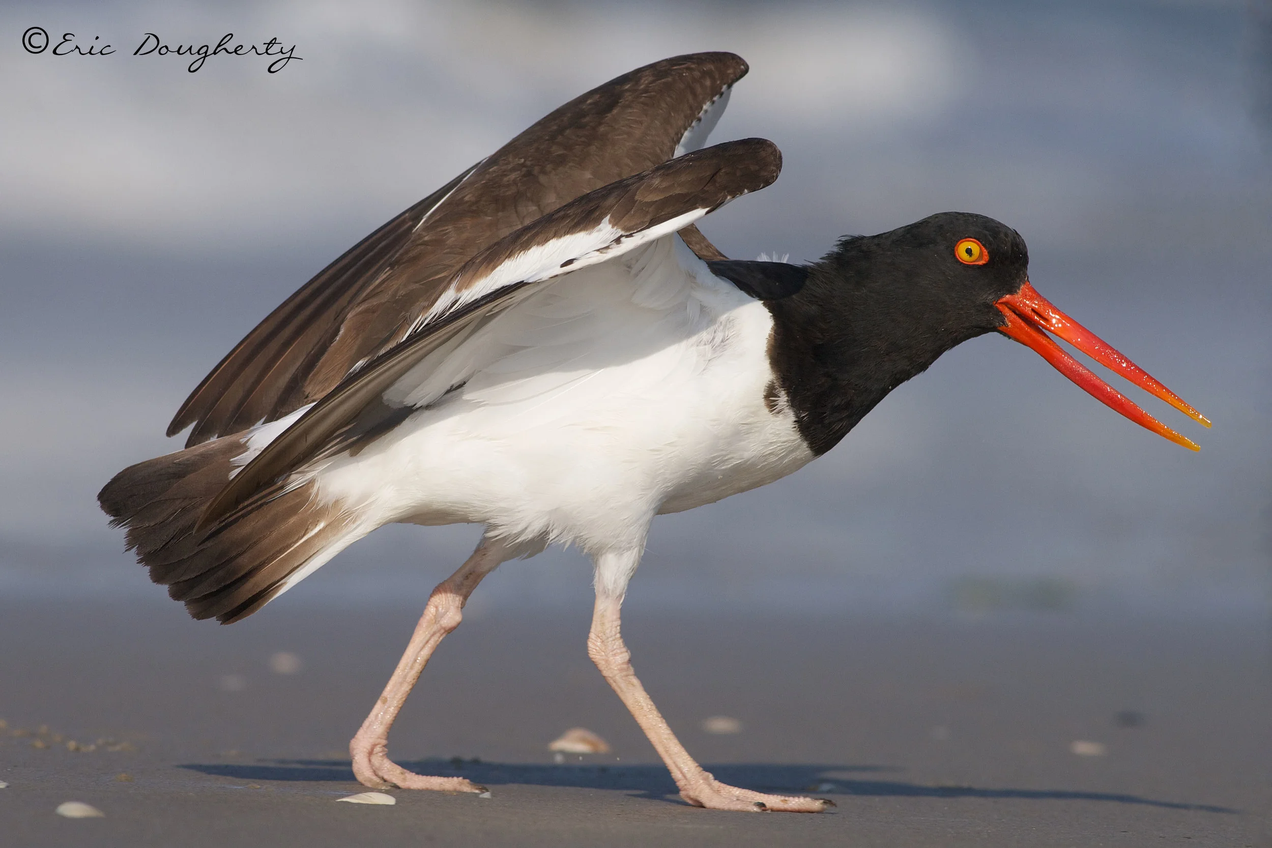 American Oystercatcher