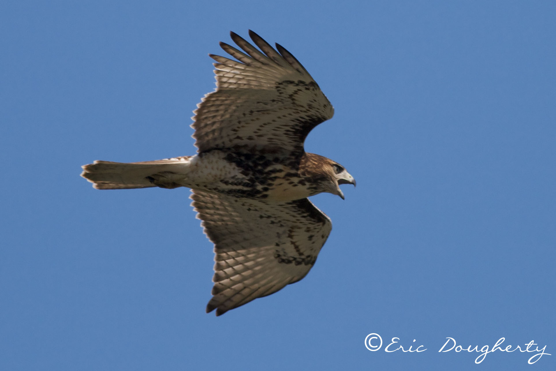 Red-tailed Hawk