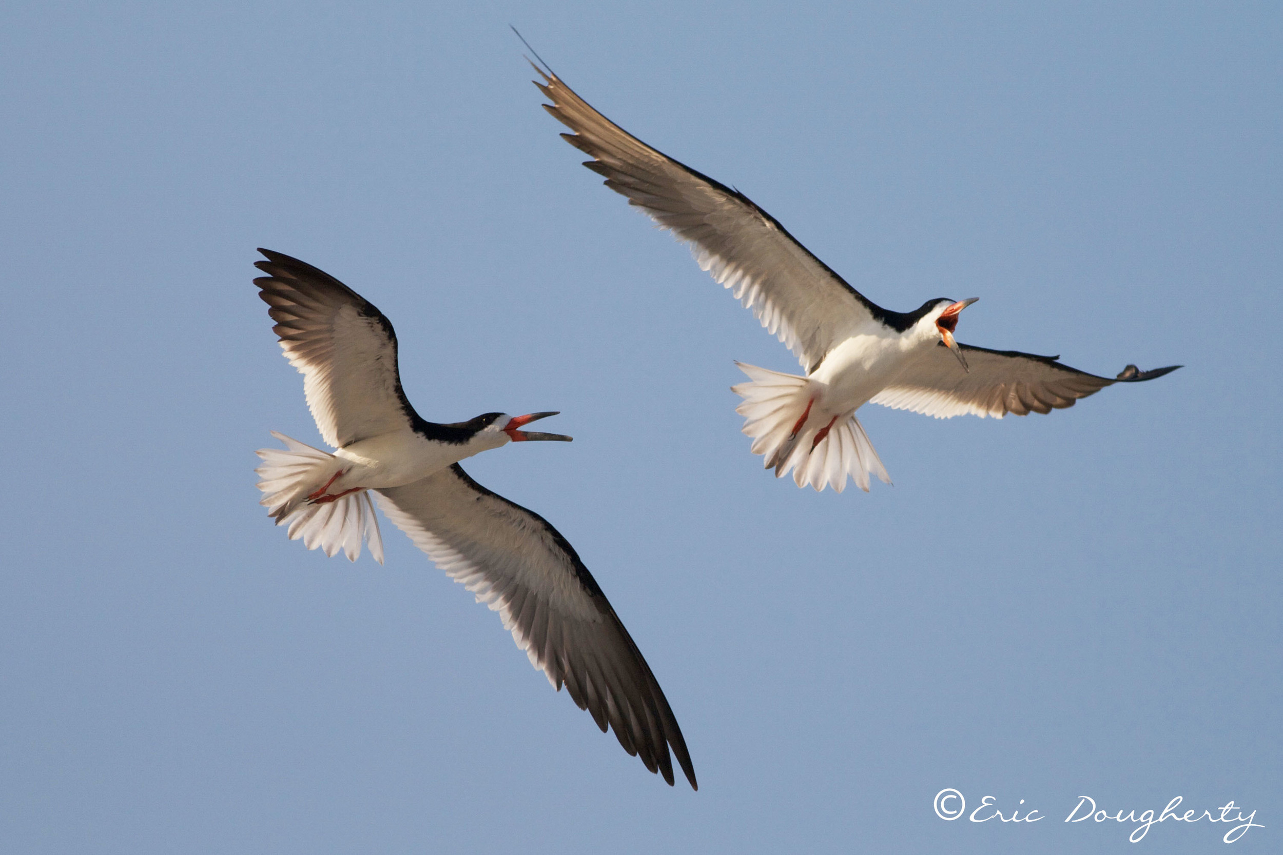 Black Skimmers Fighting