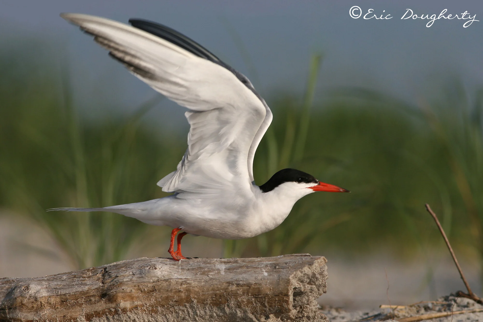 Common Tern