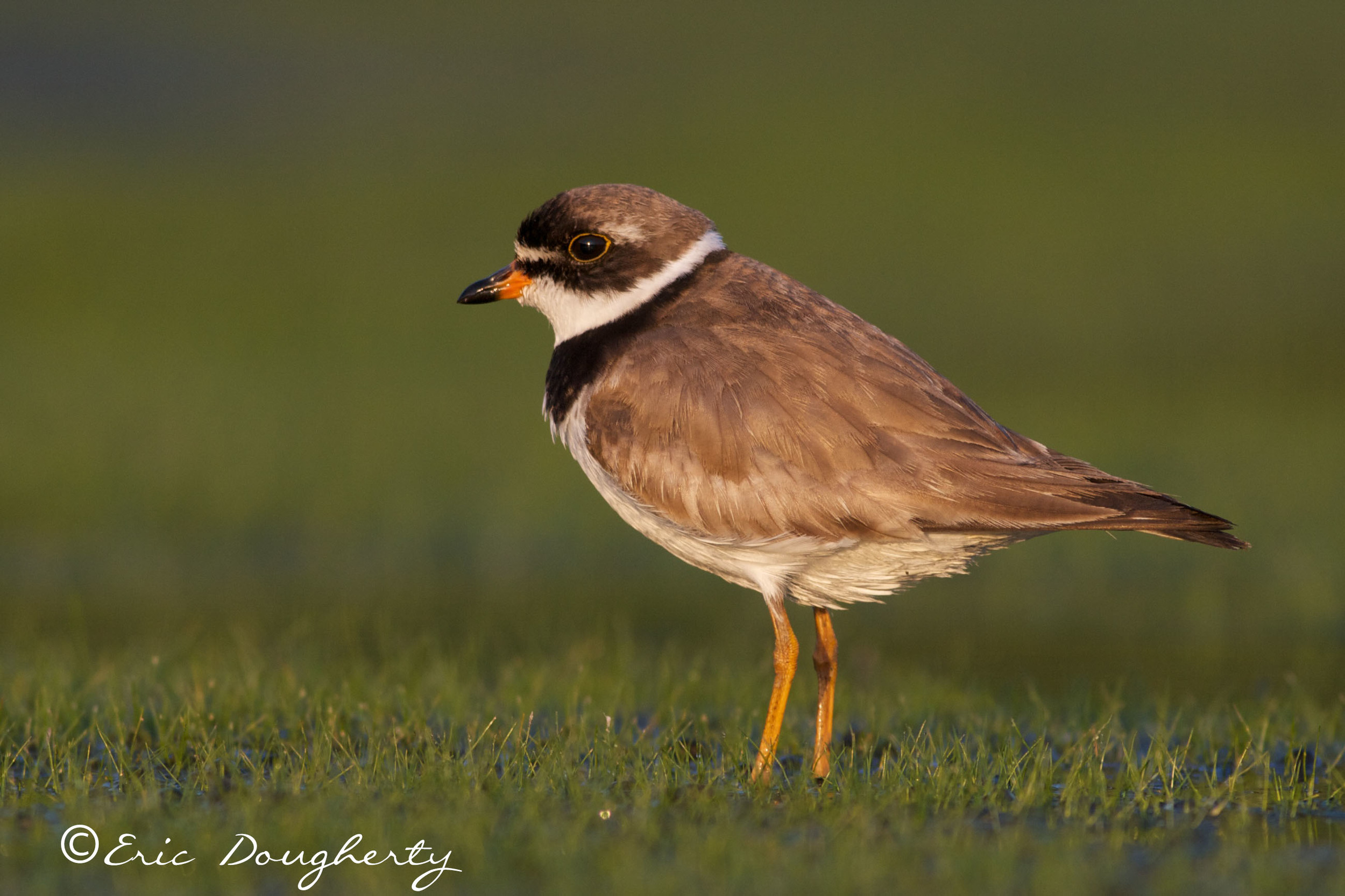 Semipalmated Plover on Grass