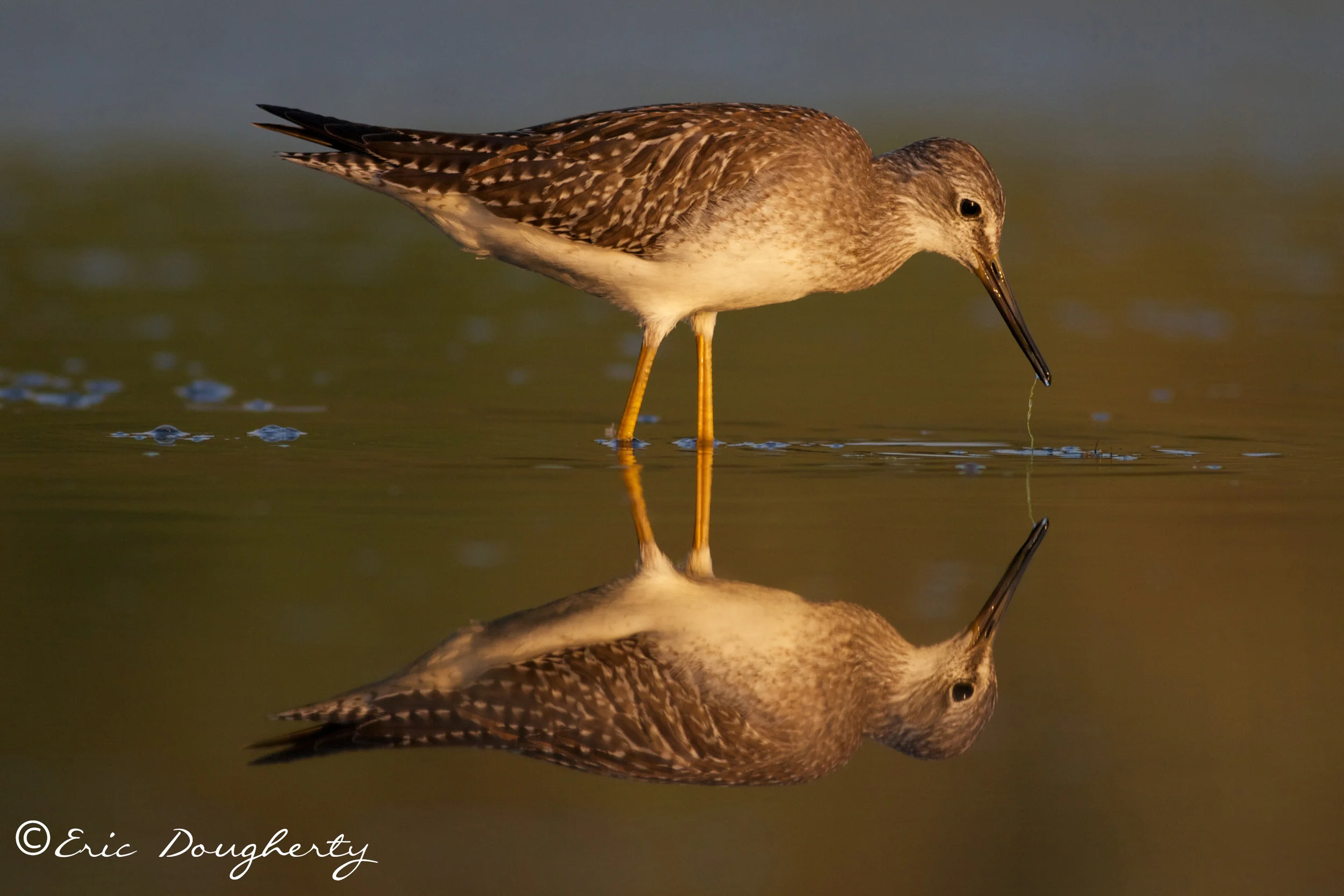 Lesser Yellowlegs