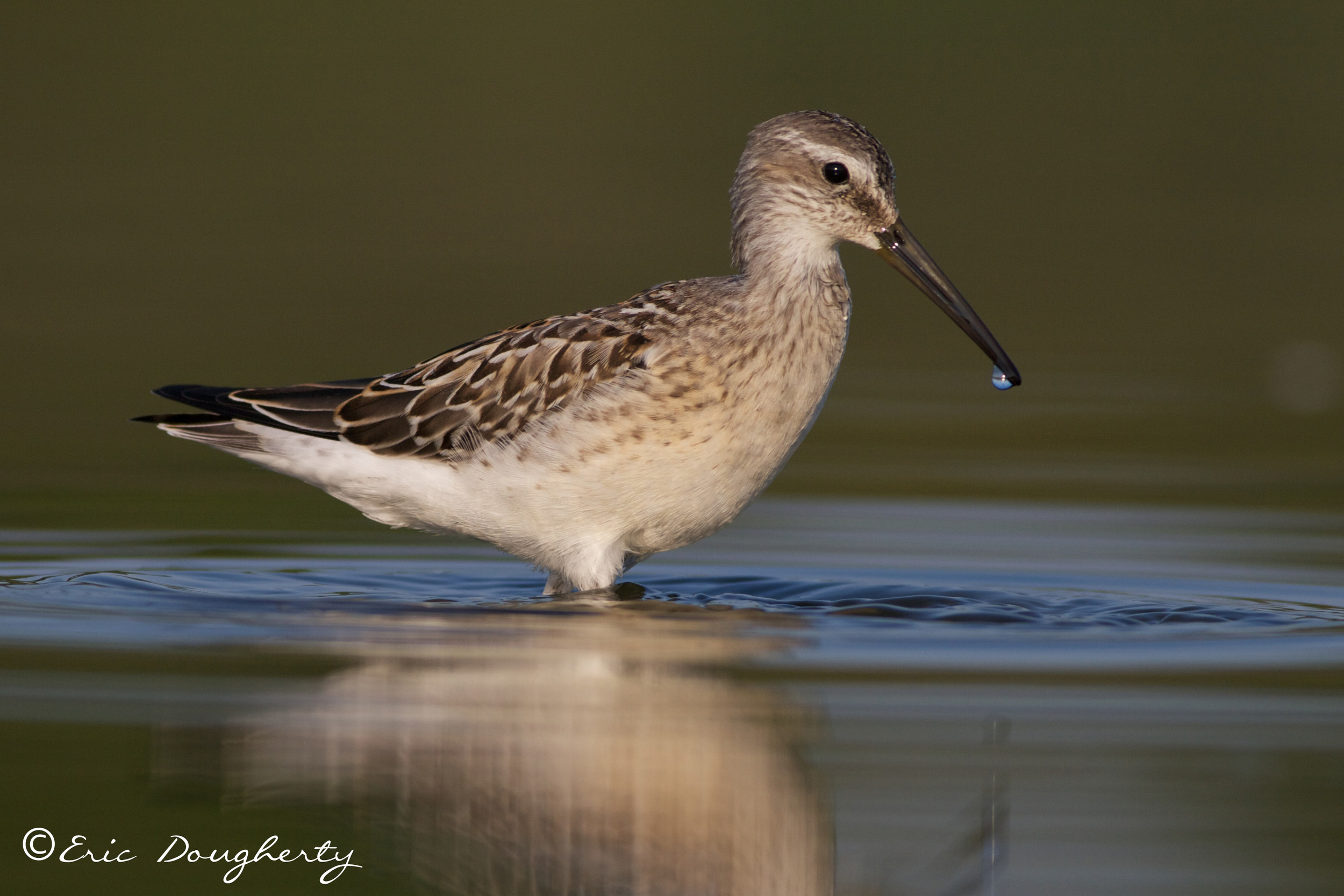 Stilt Sandpiper