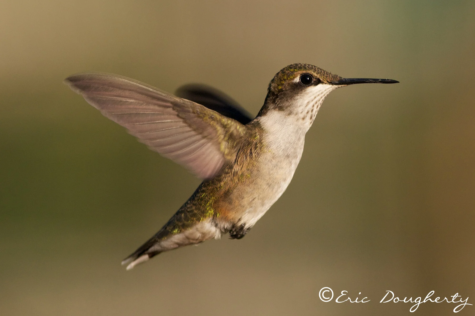 Ruby-throated Hummingbird
