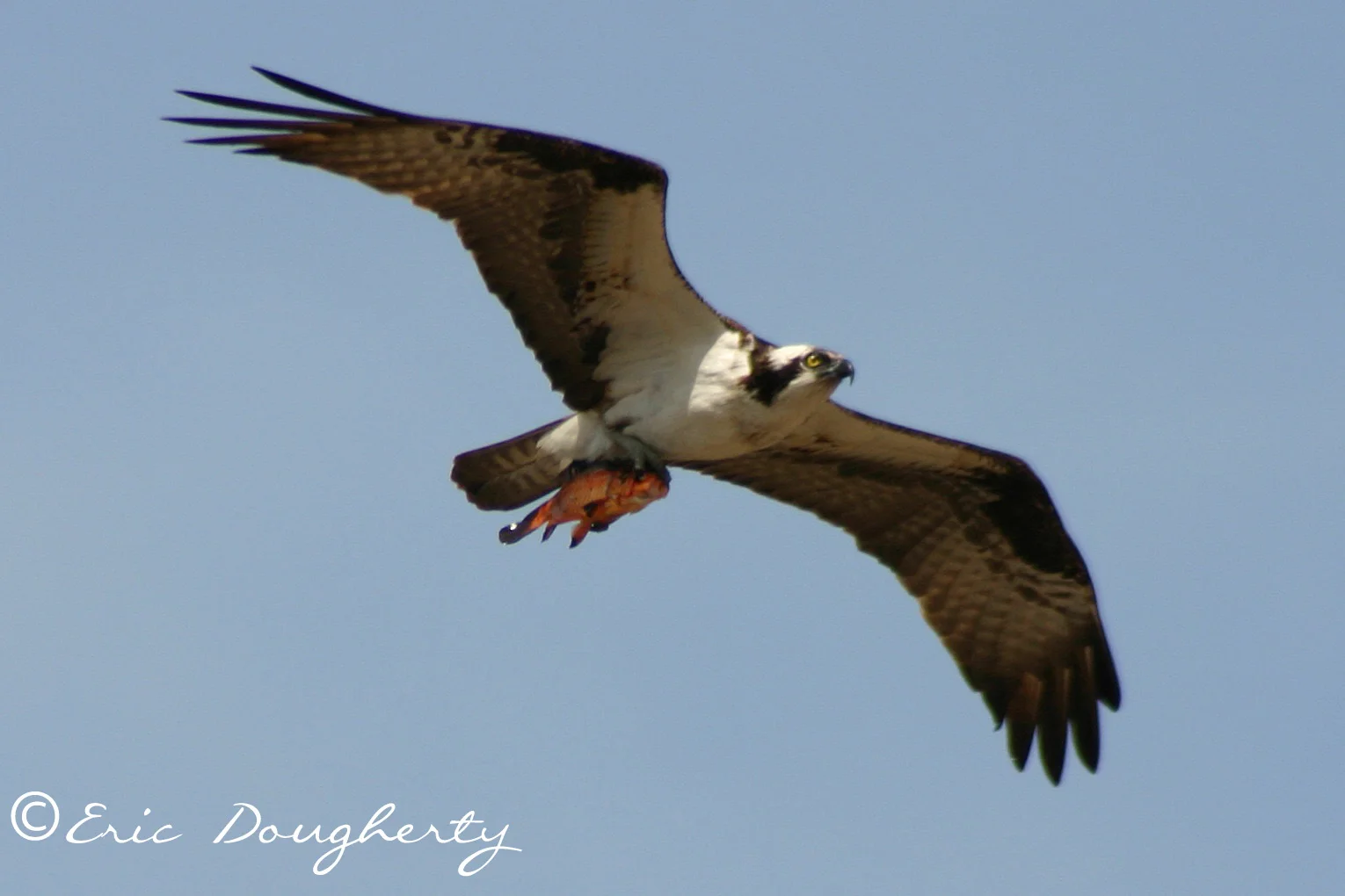 Osprey with Fish