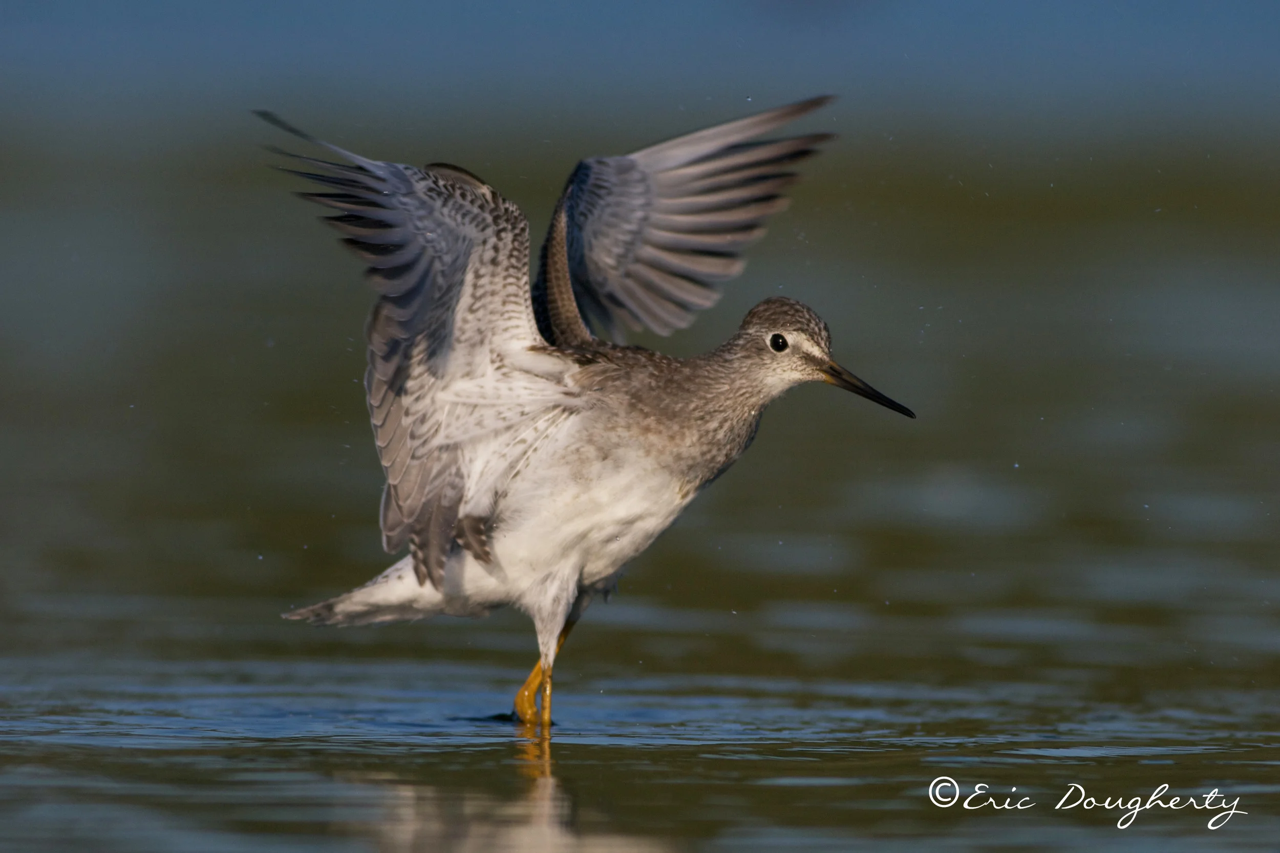 Lesser Yellowlegs Wing Flap